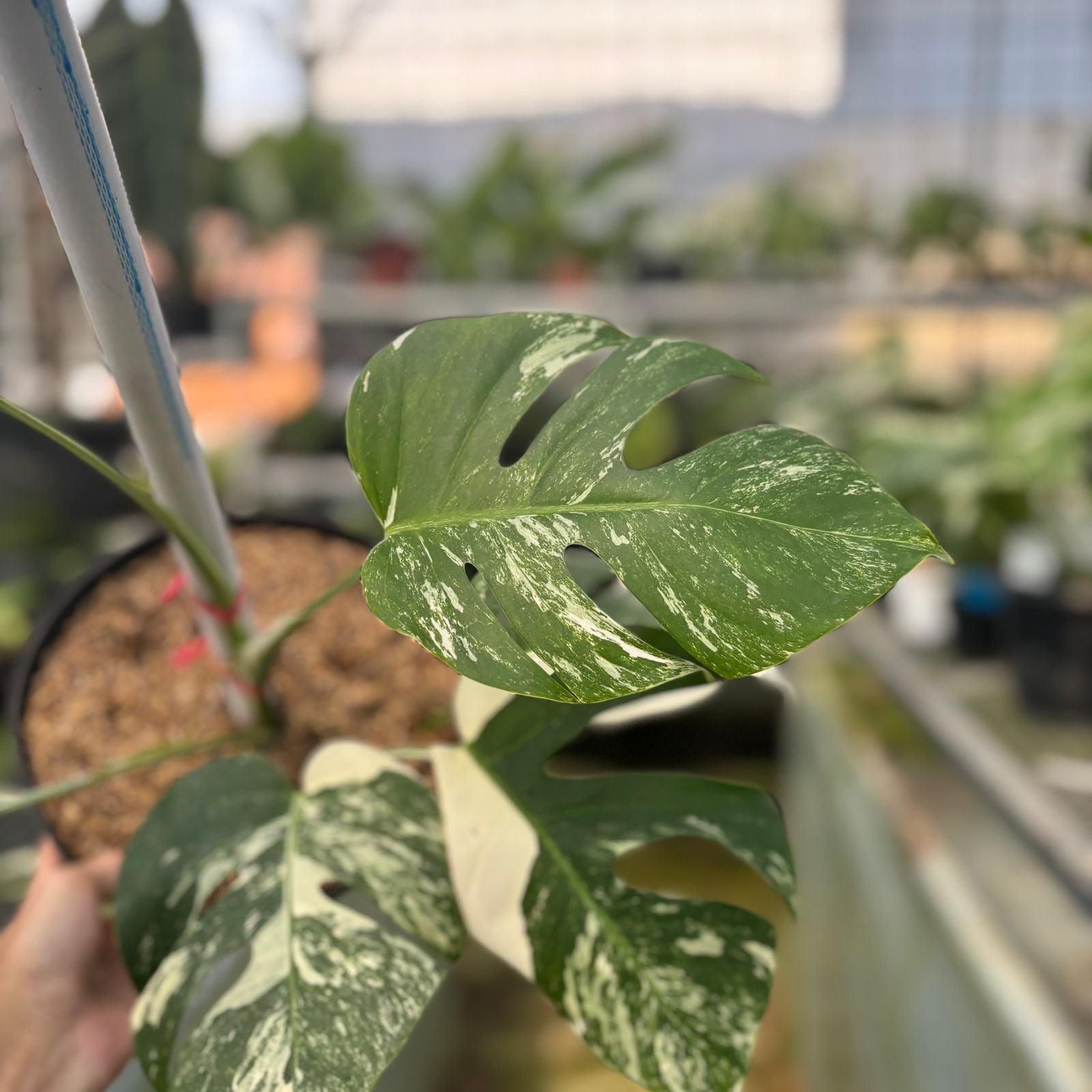 RP21-9 Monstera Albo Variegated