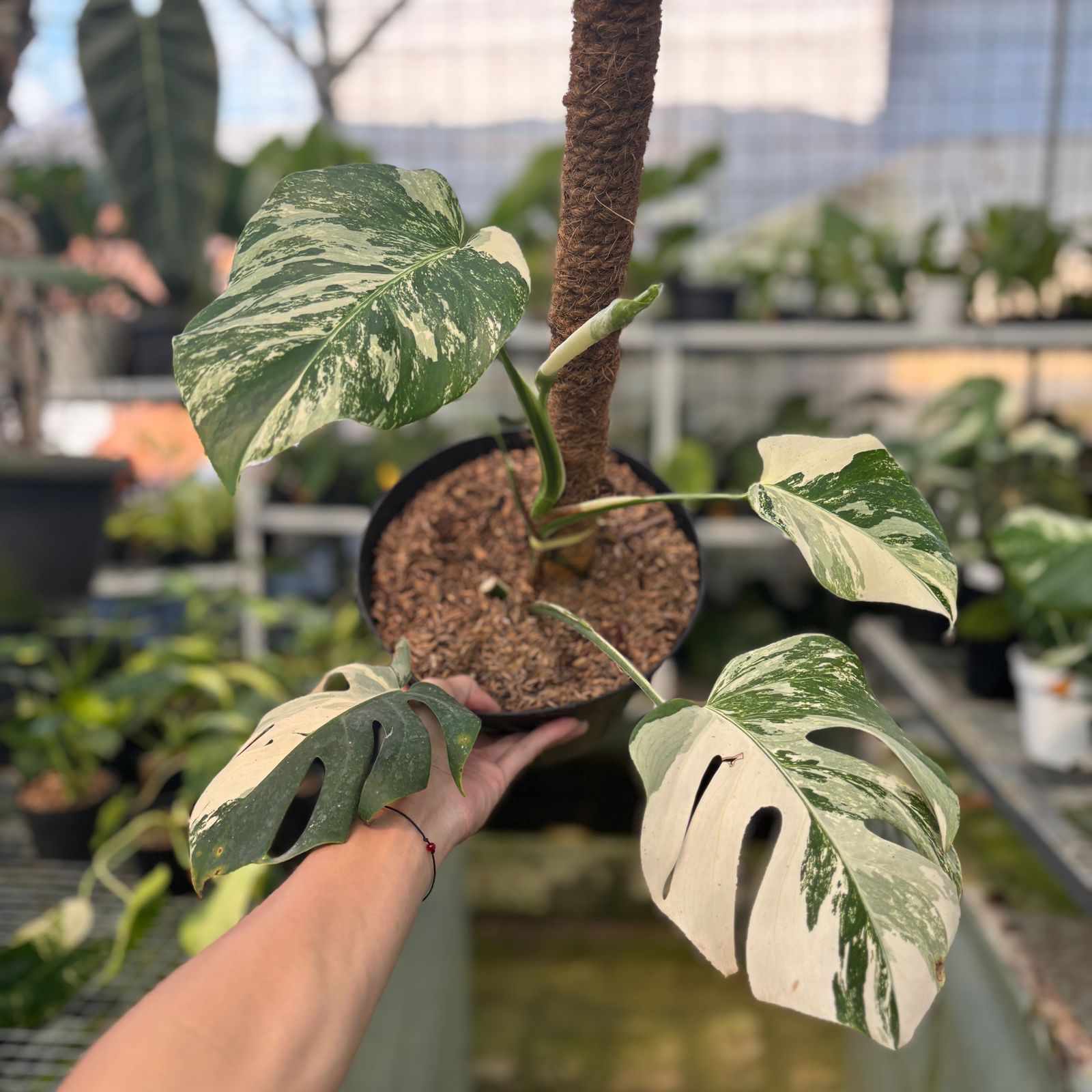 RP25-9 Monstera Albo Variegated