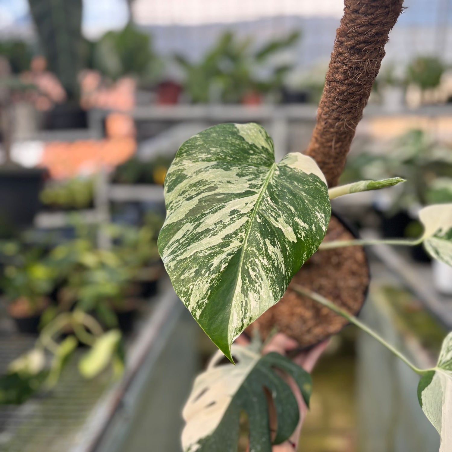 RP25-9 Monstera Albo Variegated