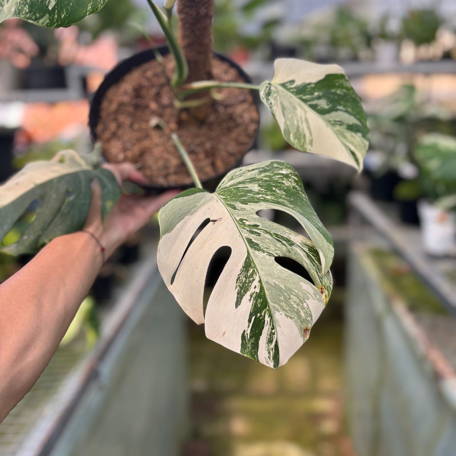 RP25-9 Monstera Albo Variegated