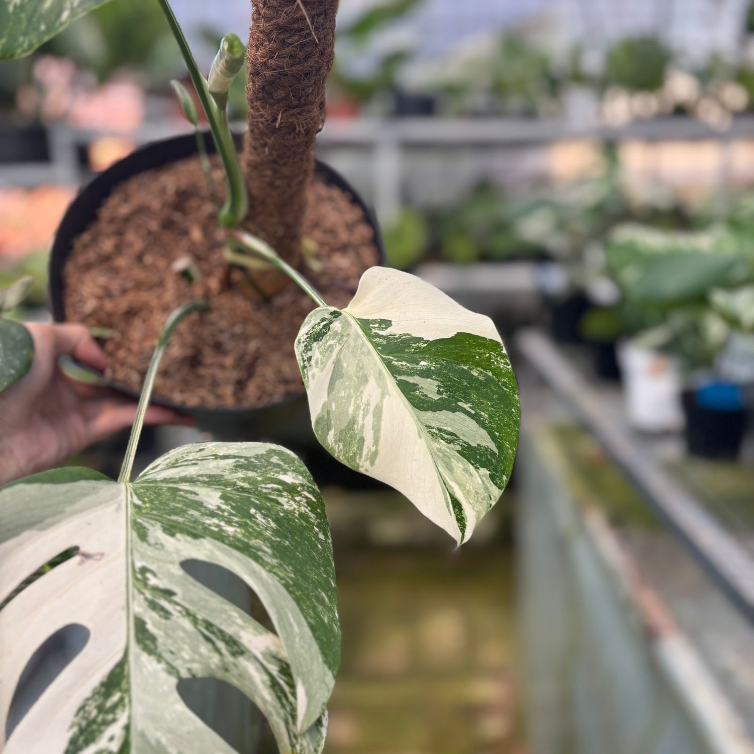 RP25-9 Monstera Albo Variegated