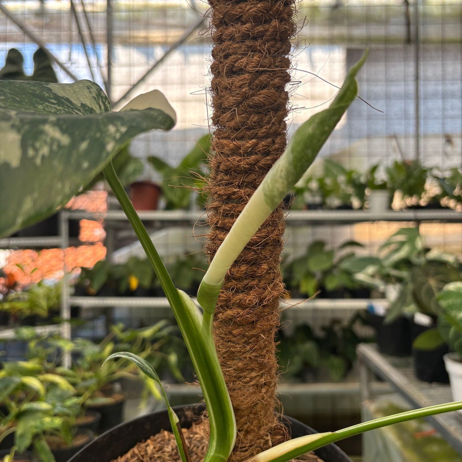 RP25-9 Monstera Albo Variegated