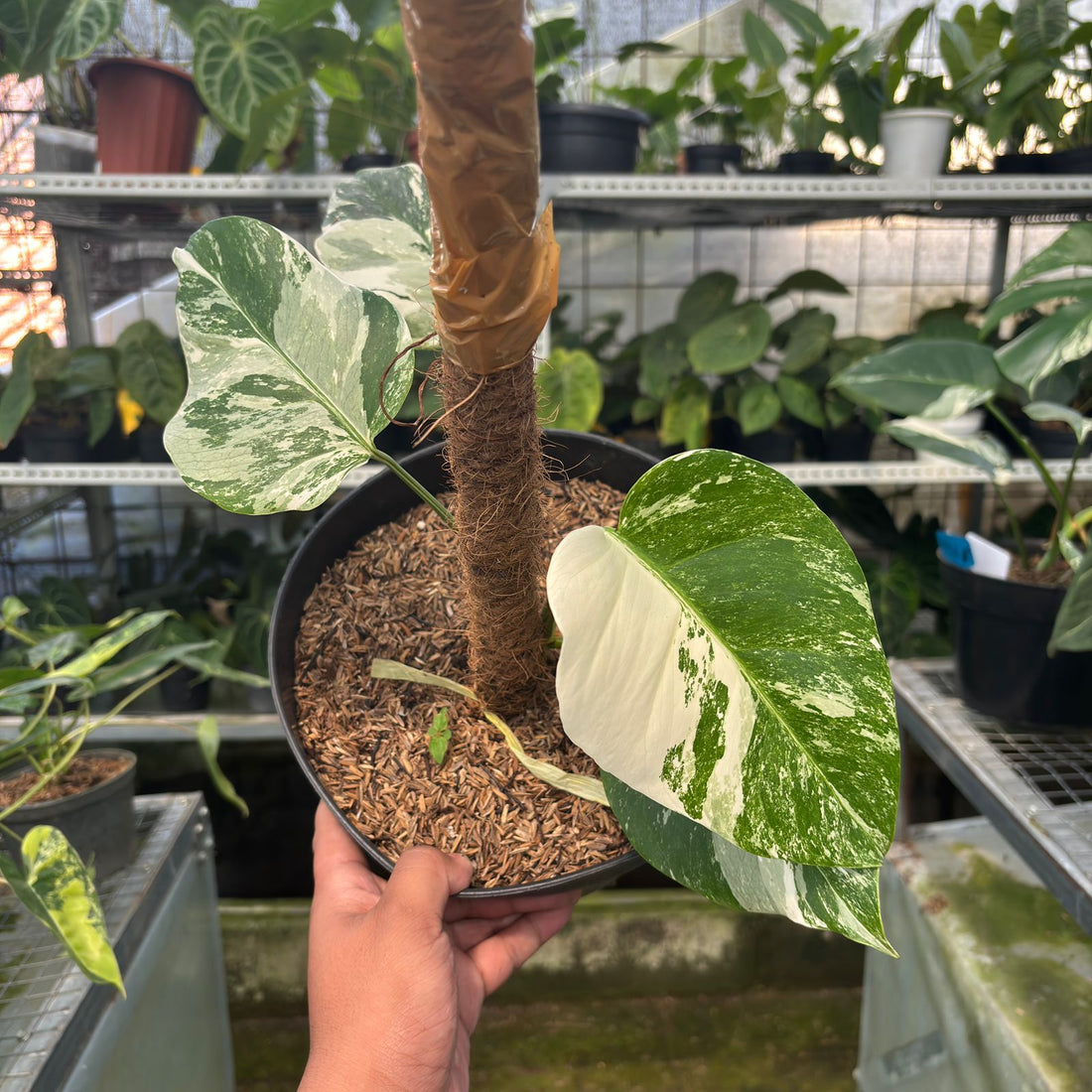 RP31-9 Monstera albo white tiger