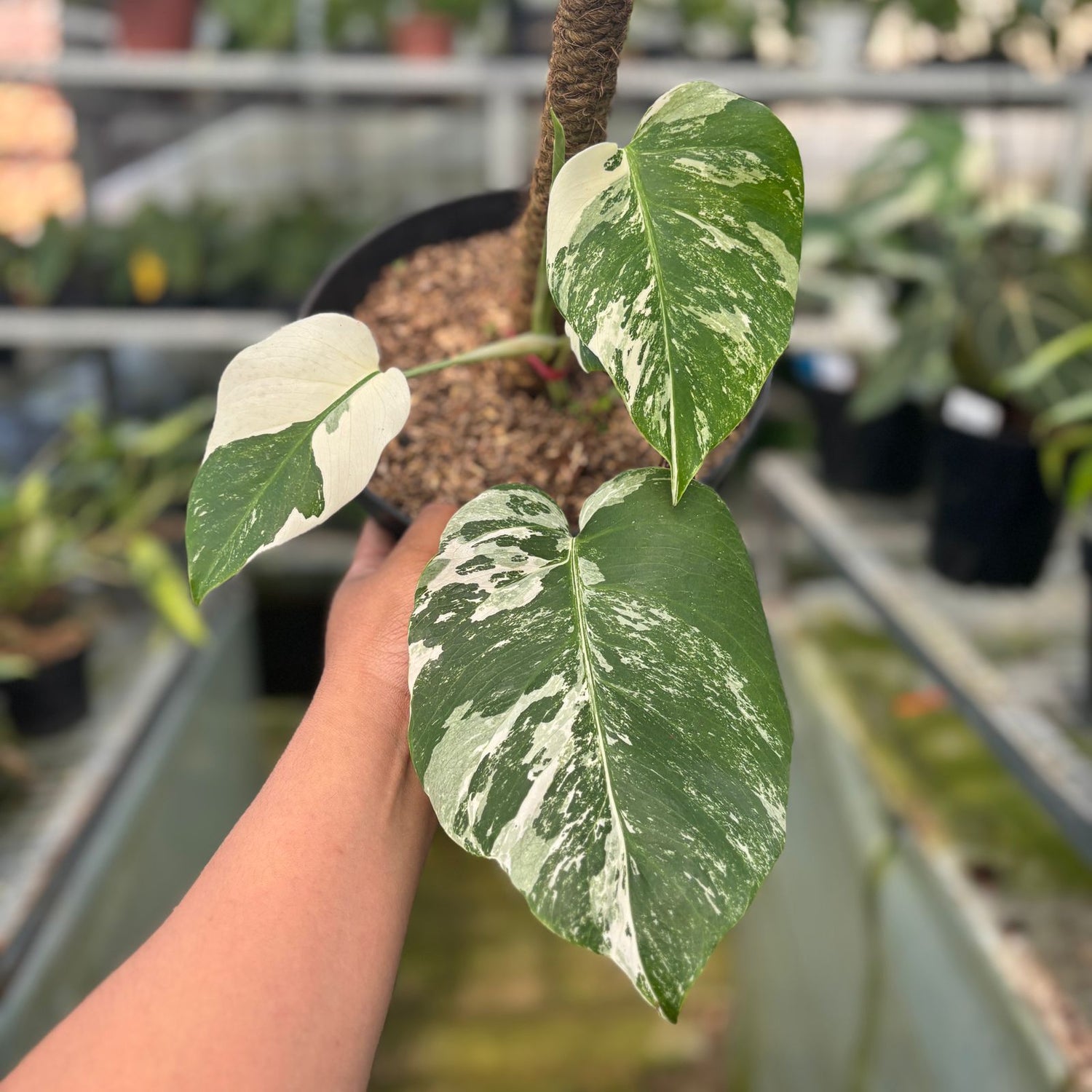 RP28-9 Monstera Albo Variegated