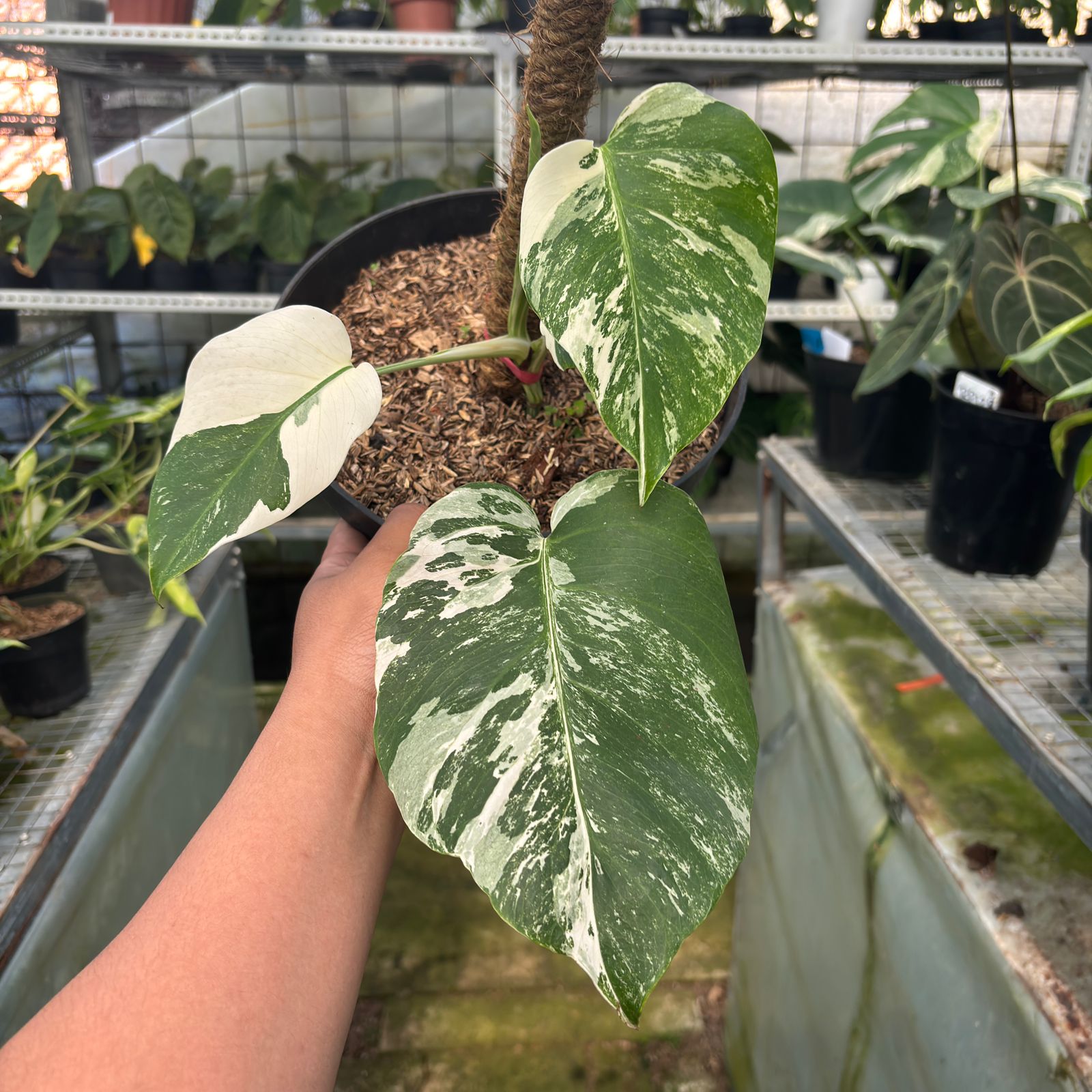 RP28-9 Monstera Albo Variegated