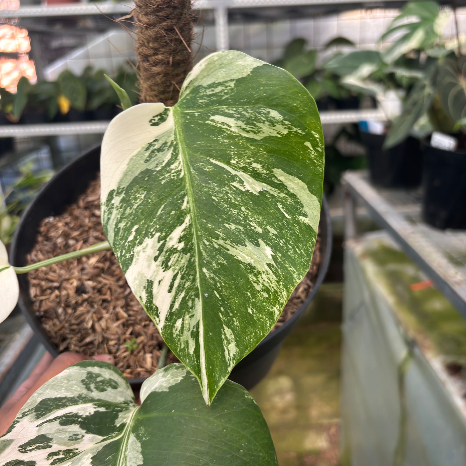 RP28-9 Monstera Albo Variegated