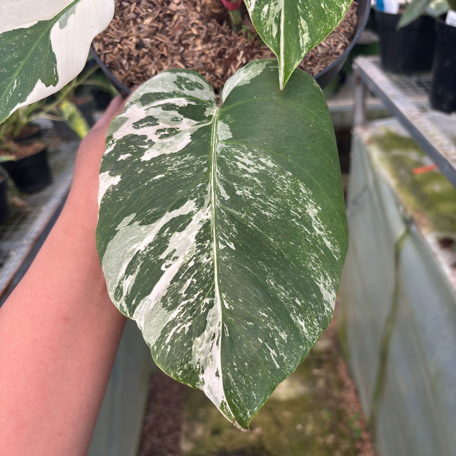 RP28-9 Monstera Albo Variegated