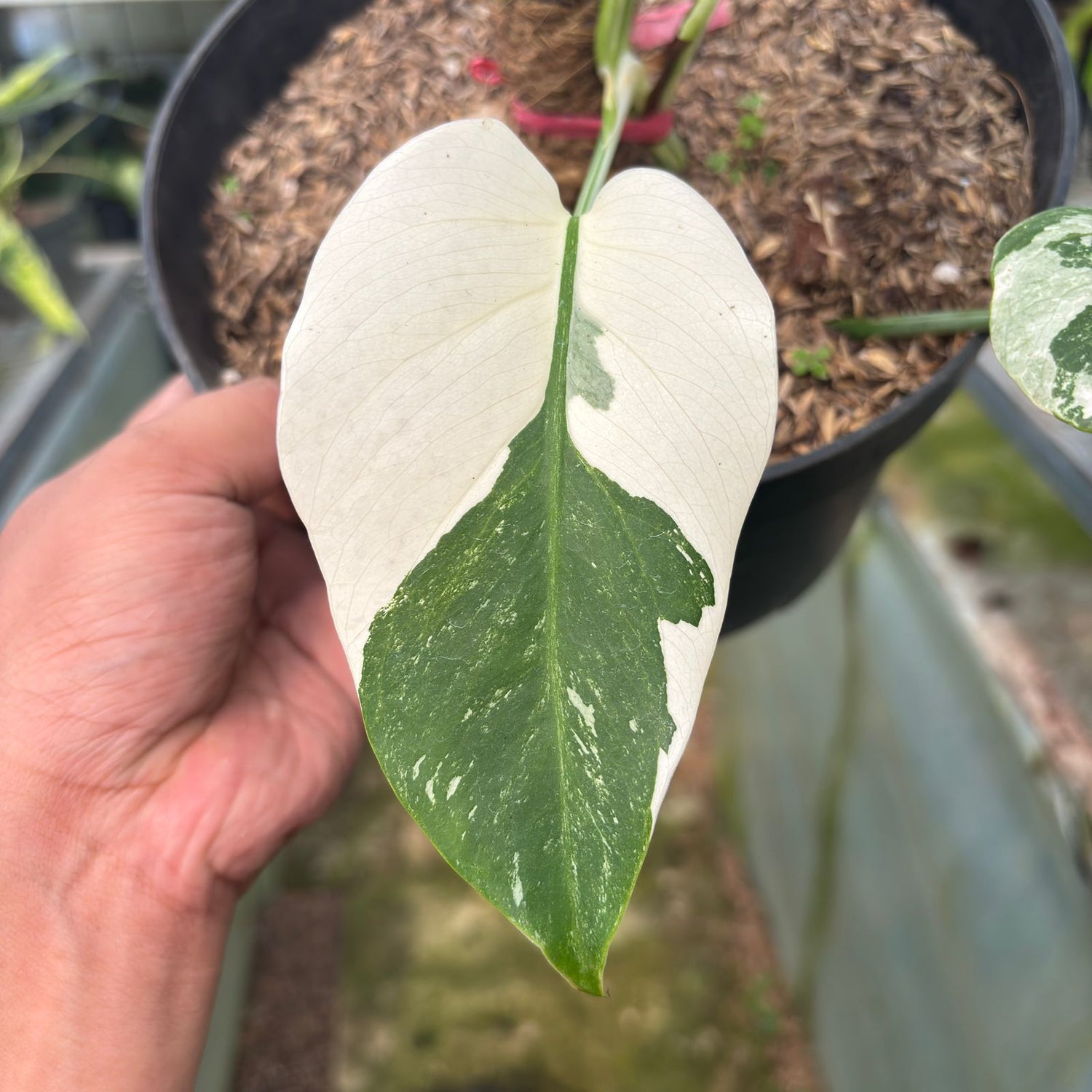 RP28-9 Monstera Albo Variegated