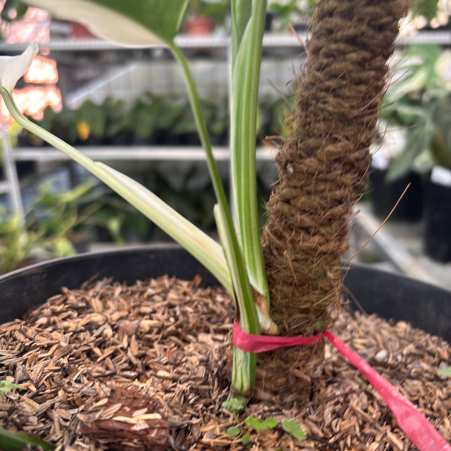RP28-9 Monstera Albo Variegated