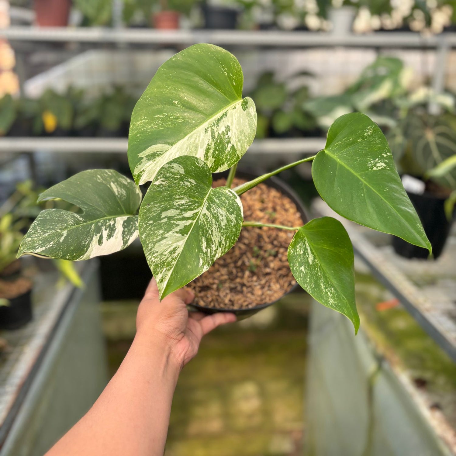 RP26-9 Monstera Albo Variegated