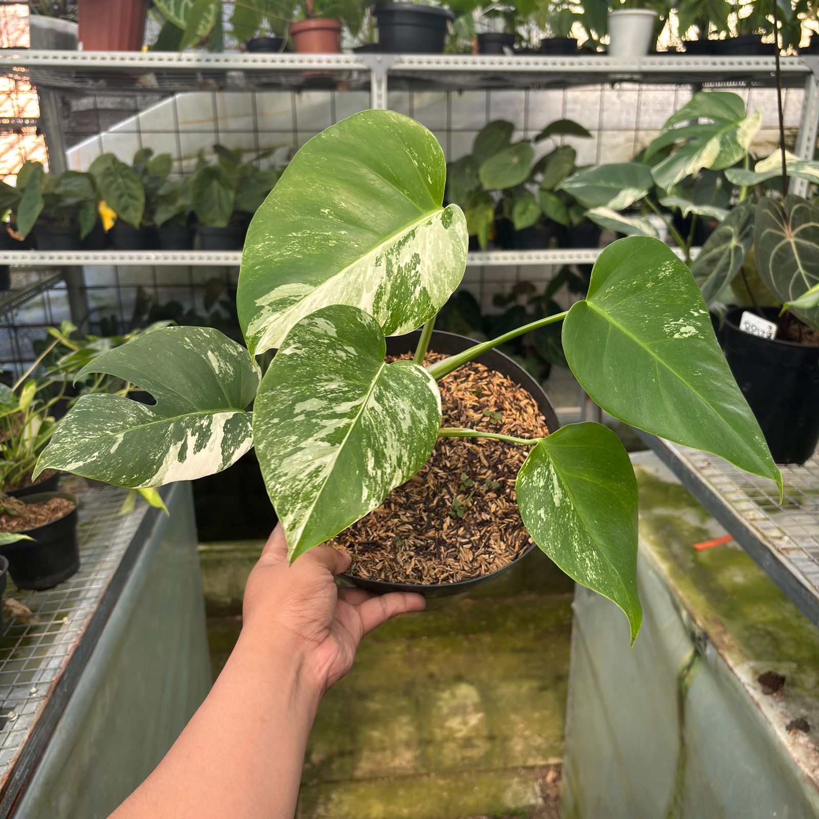 RP26-9 Monstera Albo Variegated
