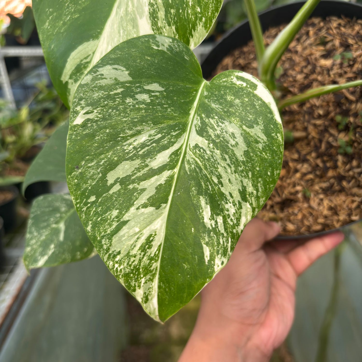 RP26-9 Monstera Albo Variegated