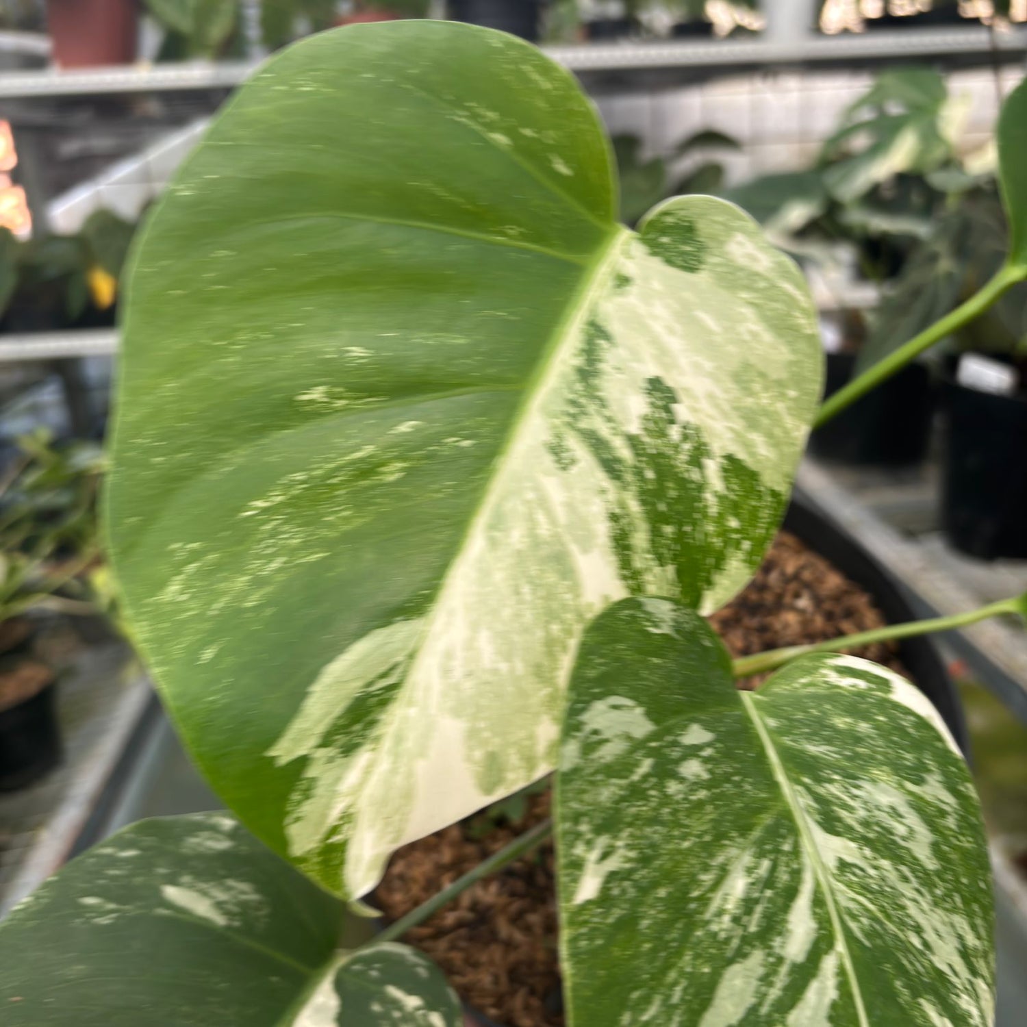 RP26-9 Monstera Albo Variegated