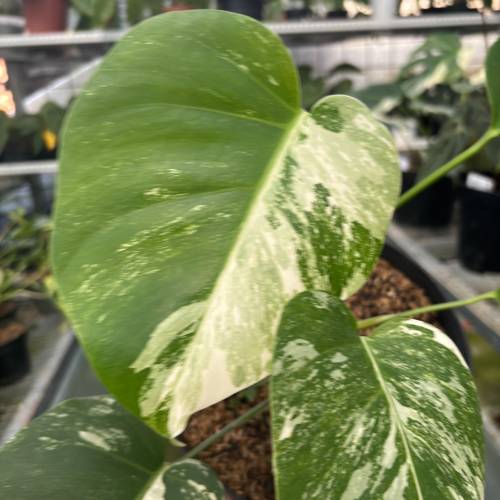 RP26-9 Monstera Albo Variegated