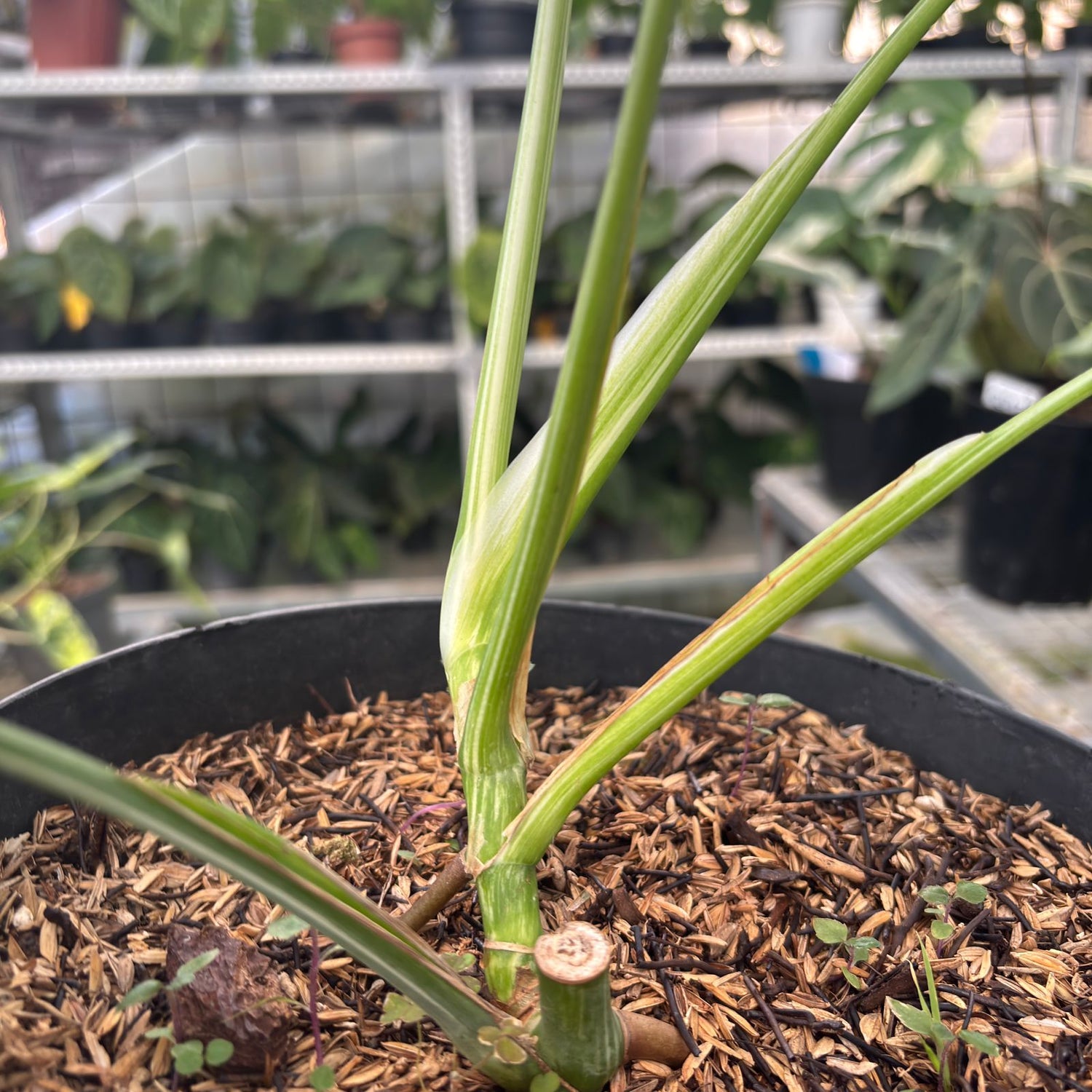 RP26-9 Monstera Albo Variegated