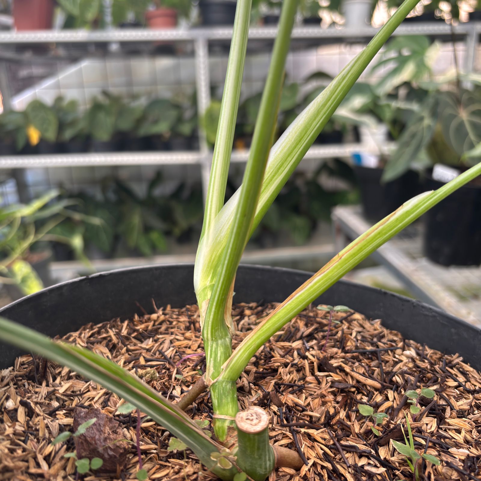 RP26-9 Monstera Albo Variegated