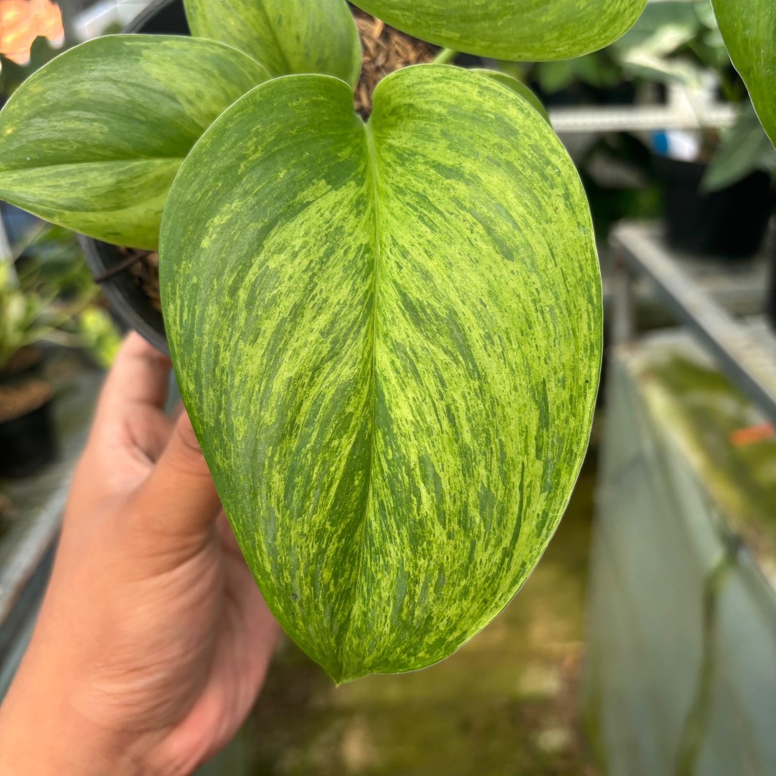 RP43-9 Scindapsus Moonlight Mint