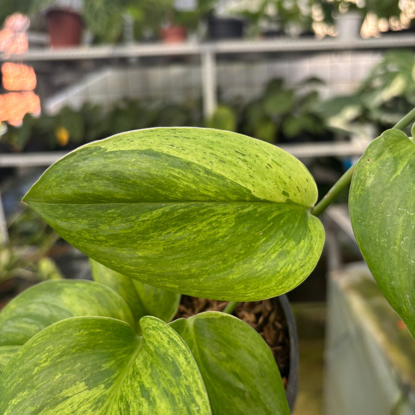 RP43-9 Scindapsus Moonlight Mint