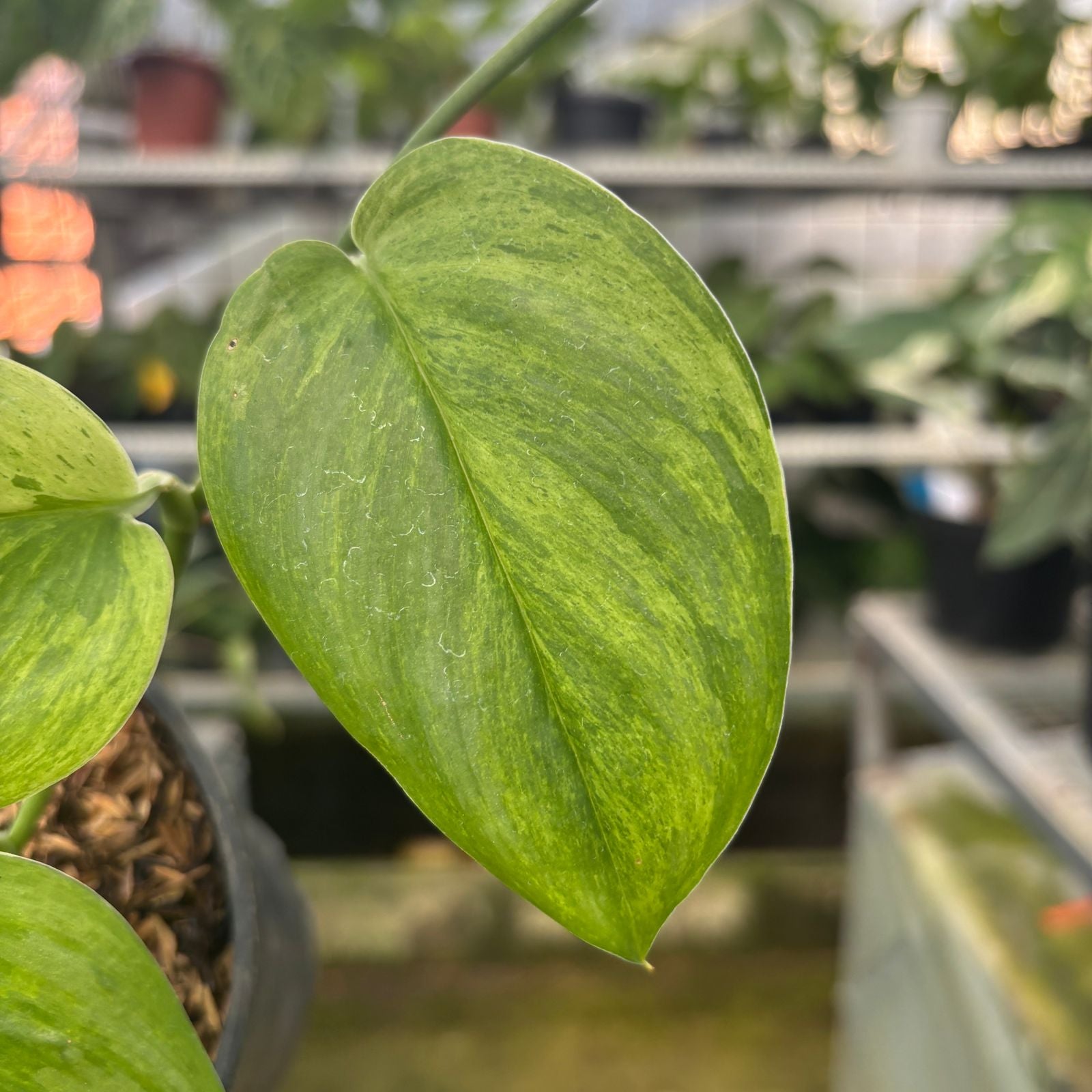 RP43-9 Scindapsus Moonlight Mint