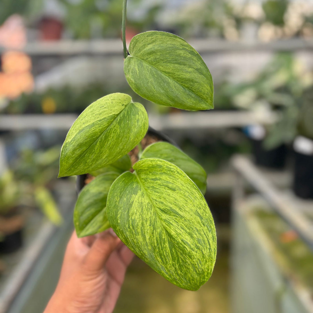 RP43-9 Scindapsus Moonlight Mint