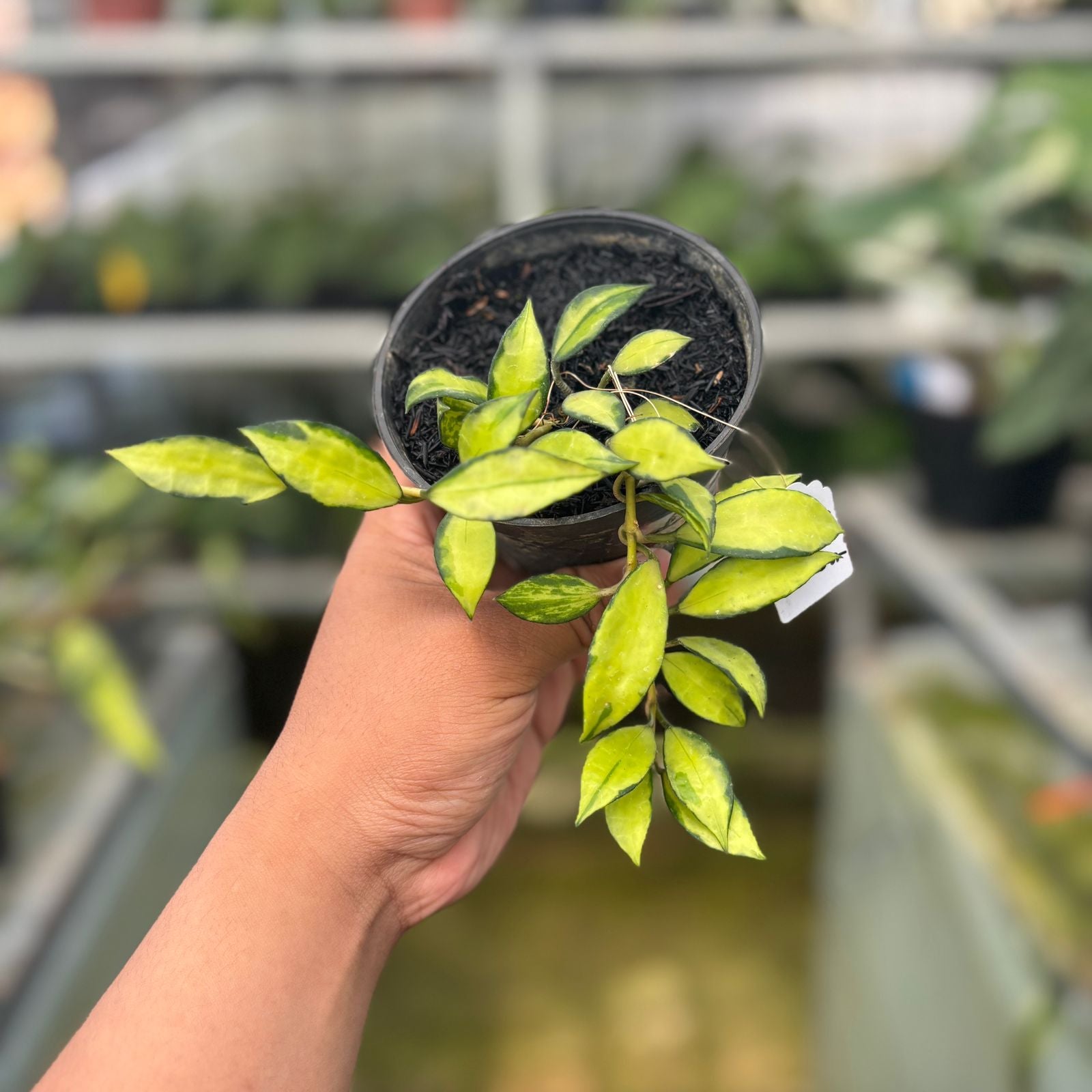 RP41-9 Hoya Lacunosa Showma Tricolor