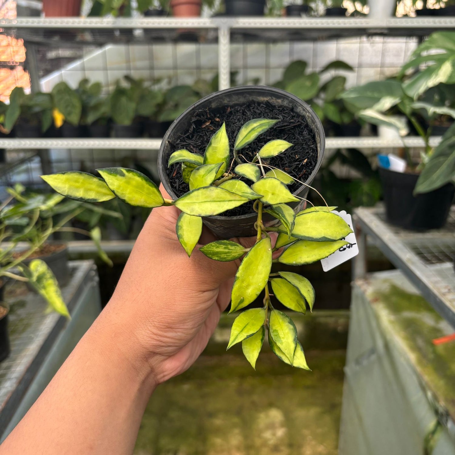 RP41-9 Hoya Lacunosa Showma Tricolor