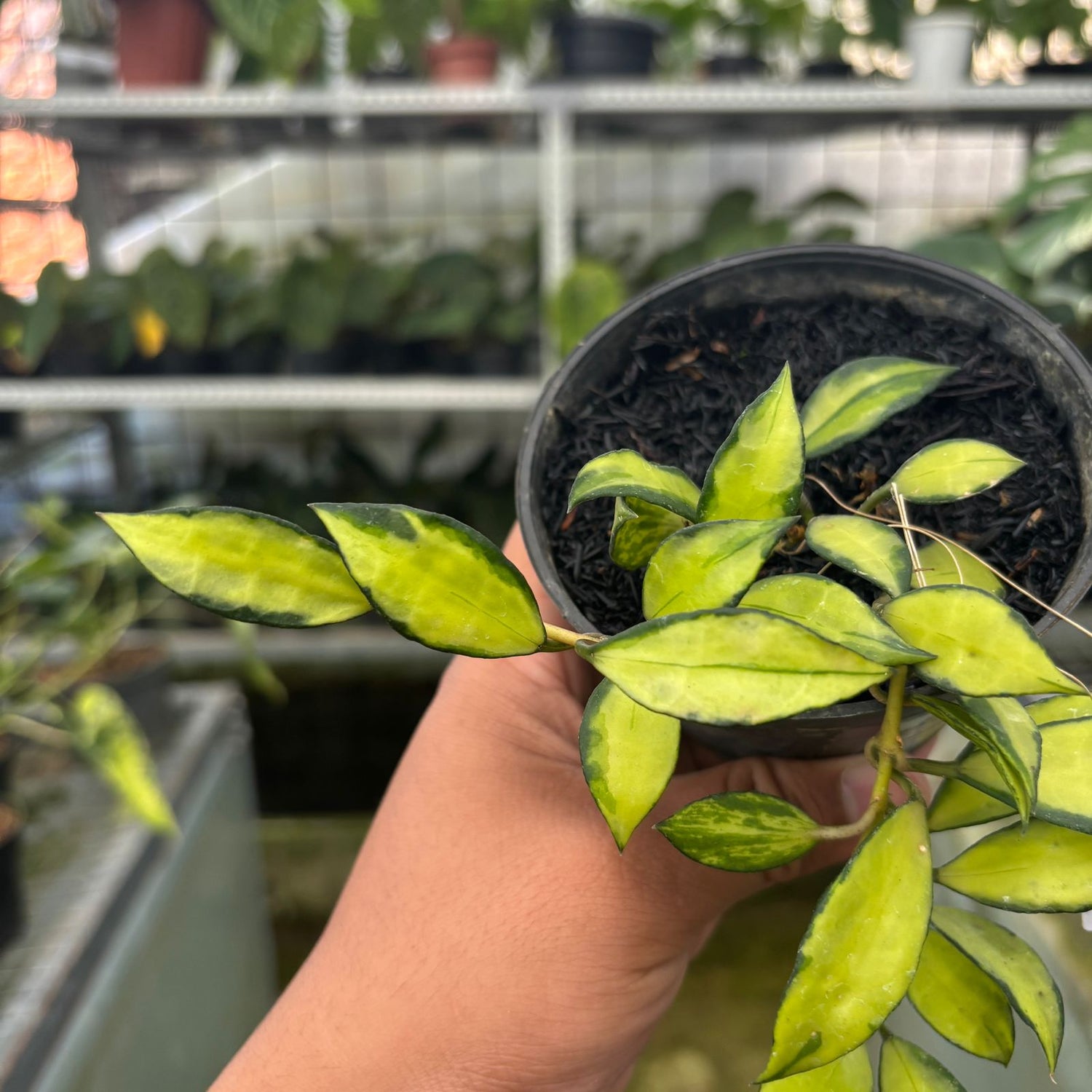 RP41-9 Hoya Lacunosa Showma Tricolor