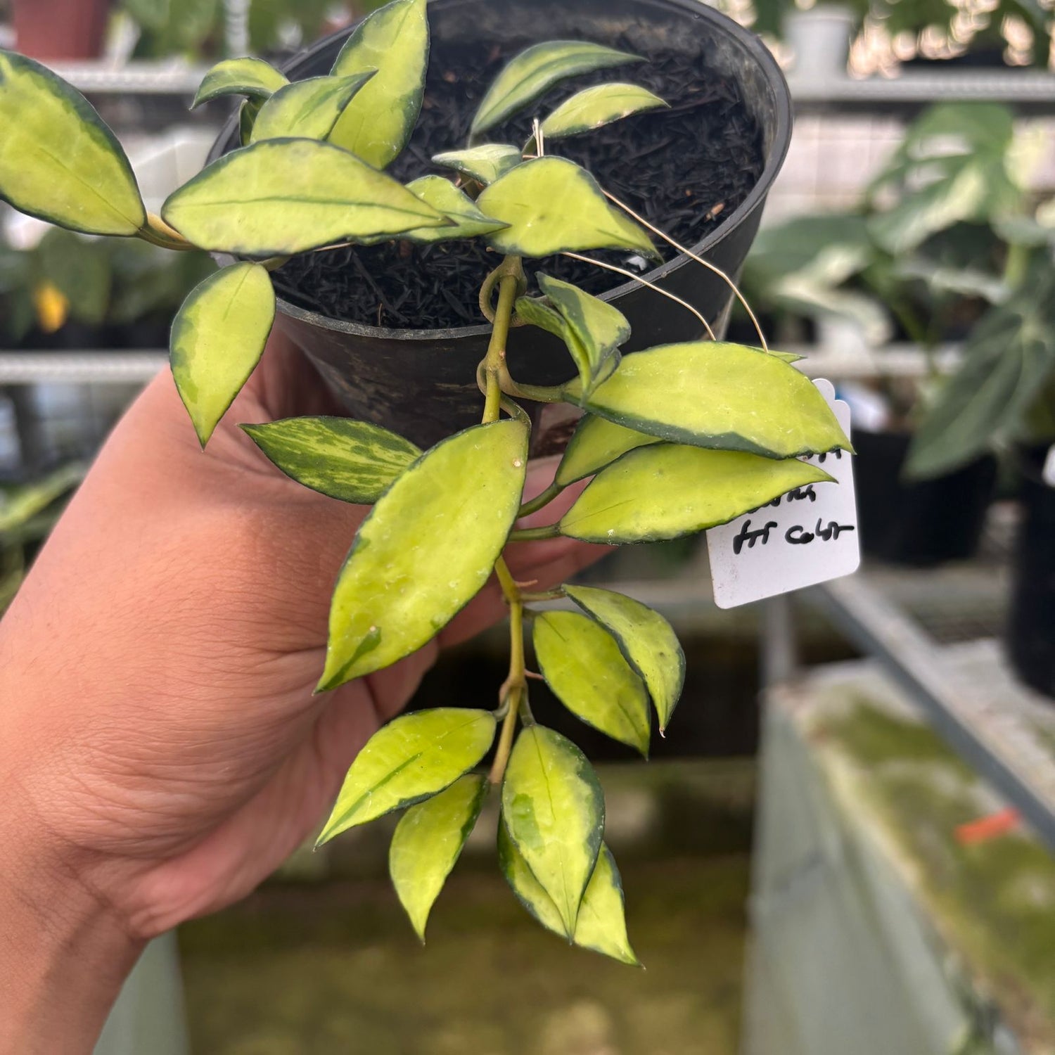 RP41-9 Hoya Lacunosa Showma Tricolor