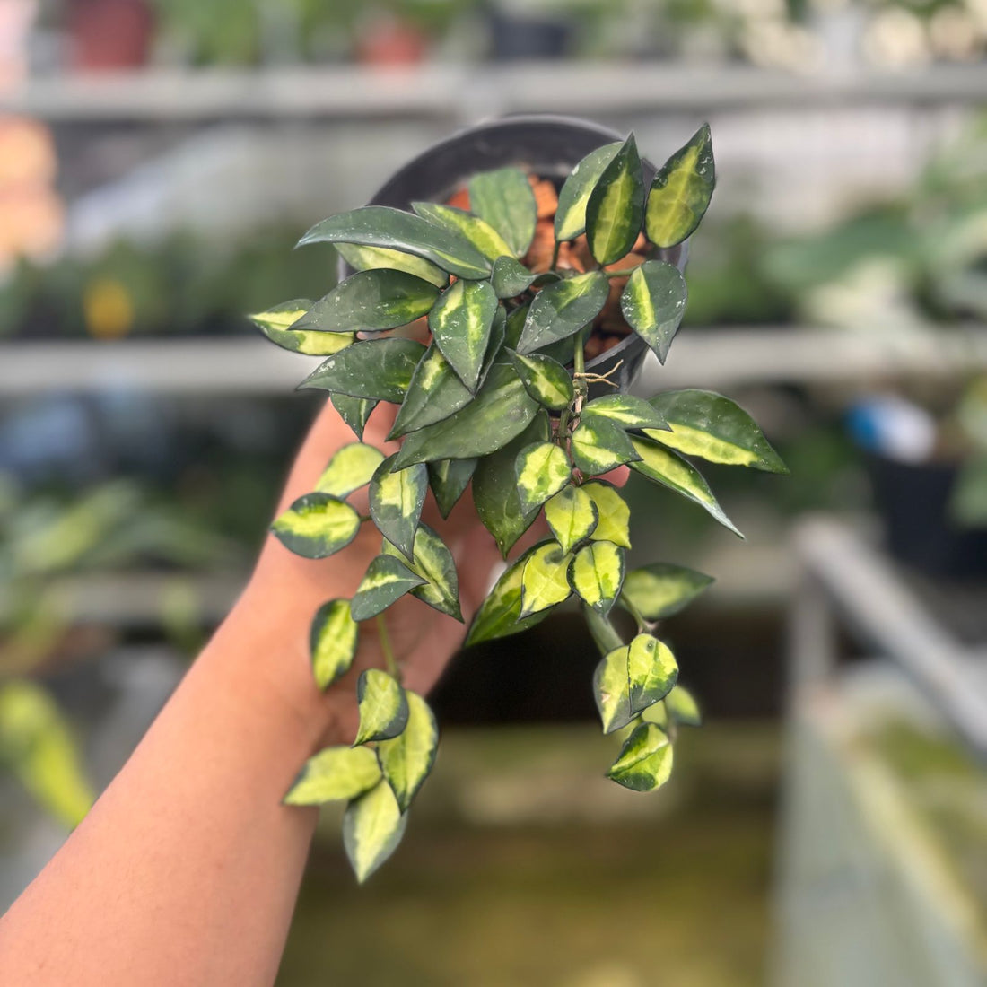 RP40-9 Hoya Lacunosa Midori