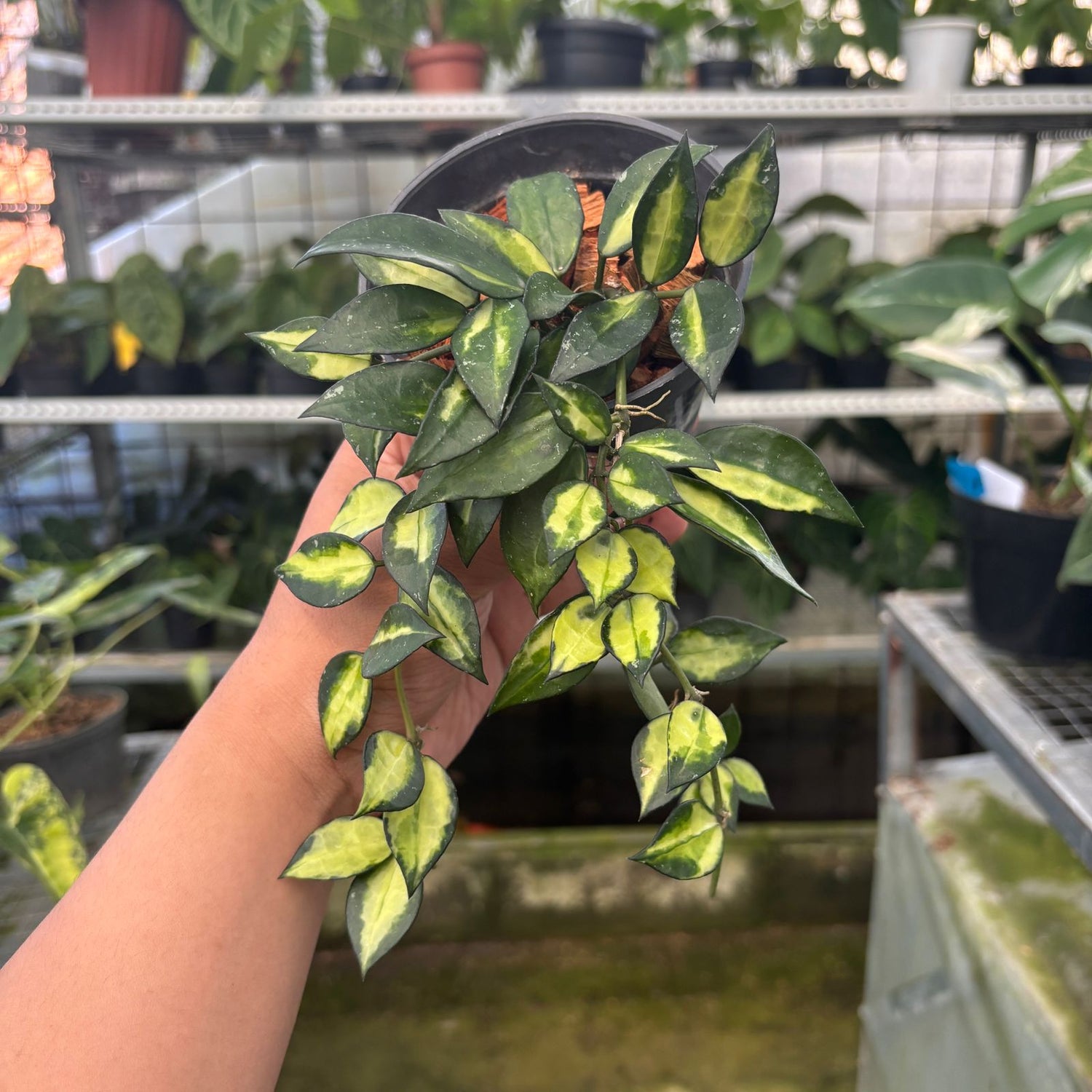 RP40-9 Hoya Lacunosa Midori