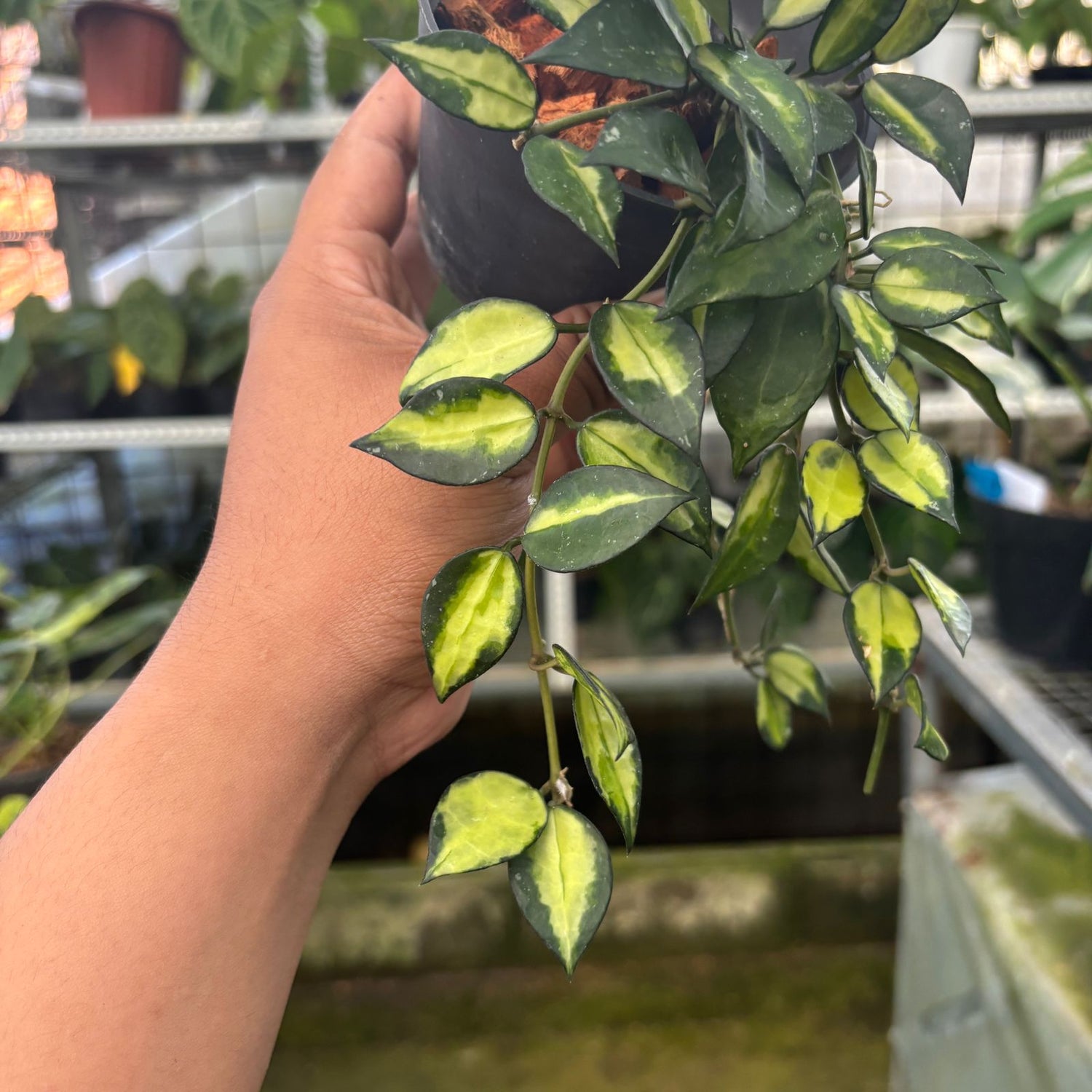 RP40-9 Hoya Lacunosa Midori
