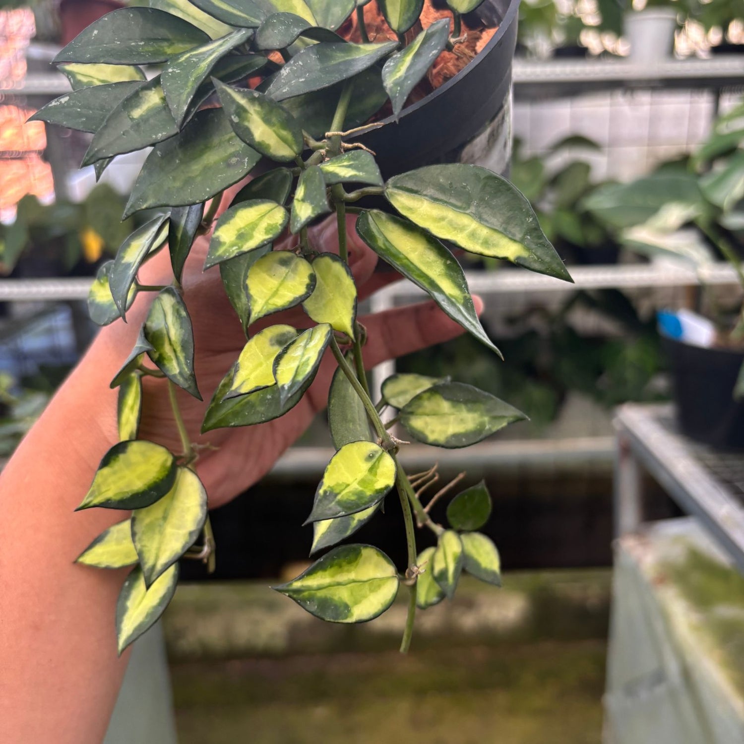 RP40-9 Hoya Lacunosa Midori