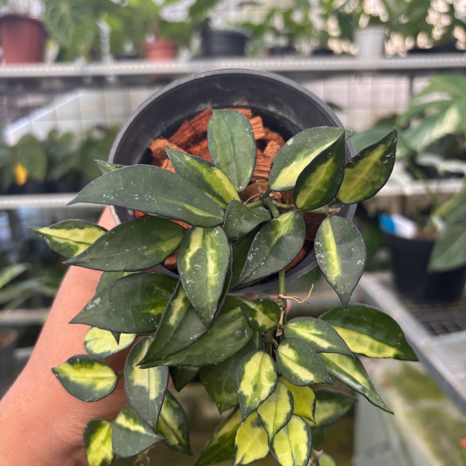 RP40-9 Hoya Lacunosa Midori