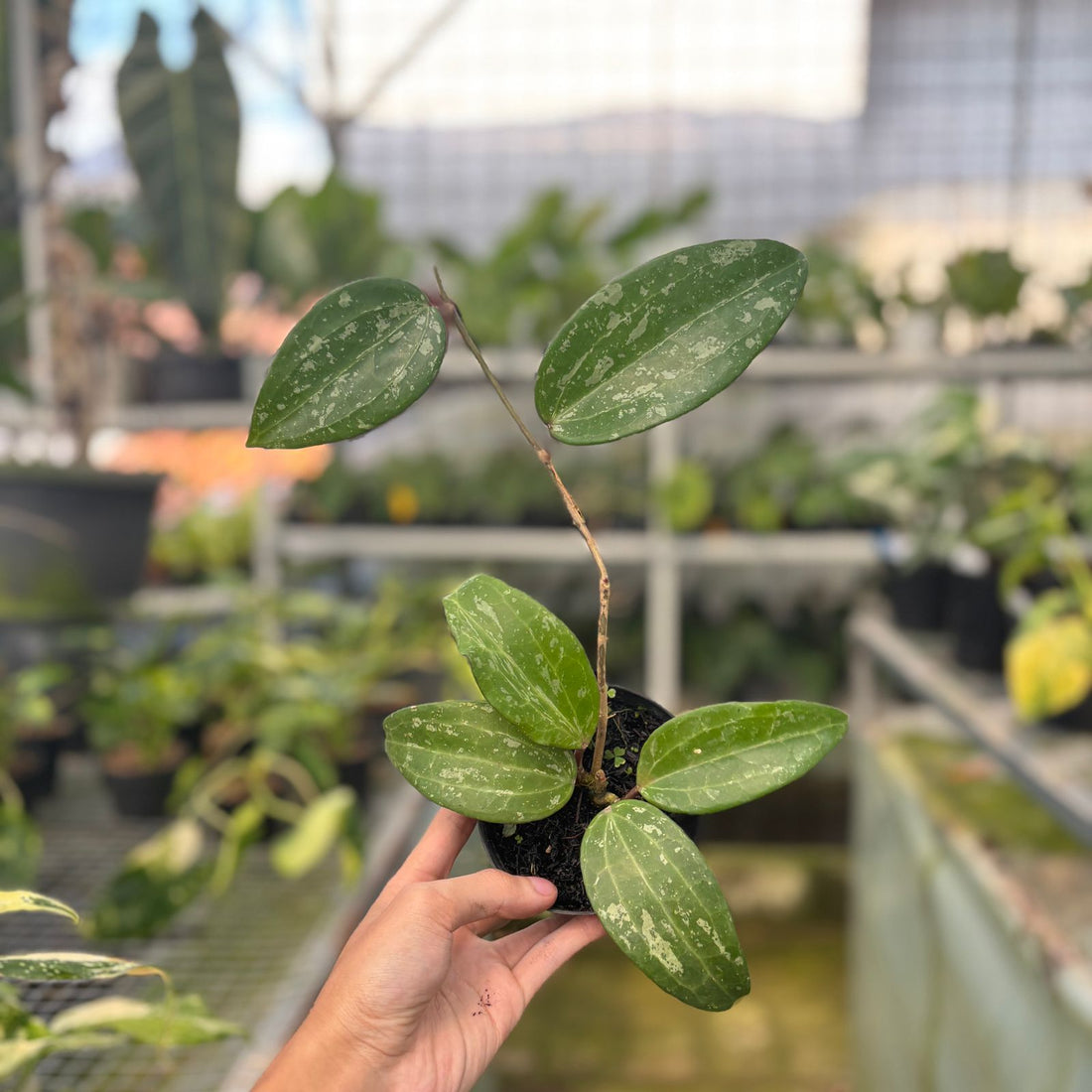 RP52-9 Hoya macrophylla splash