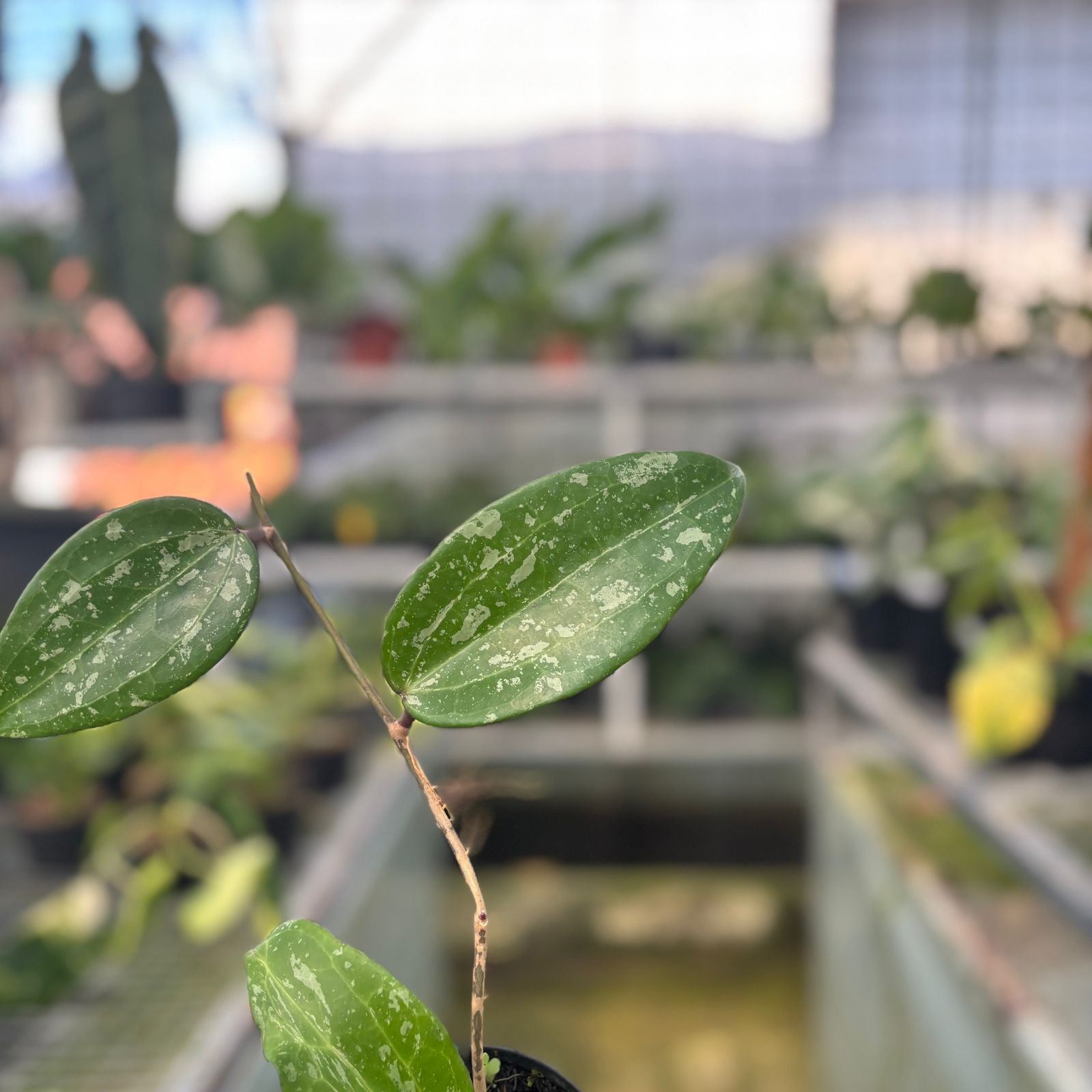 RP52-9 Hoya macrophylla splash