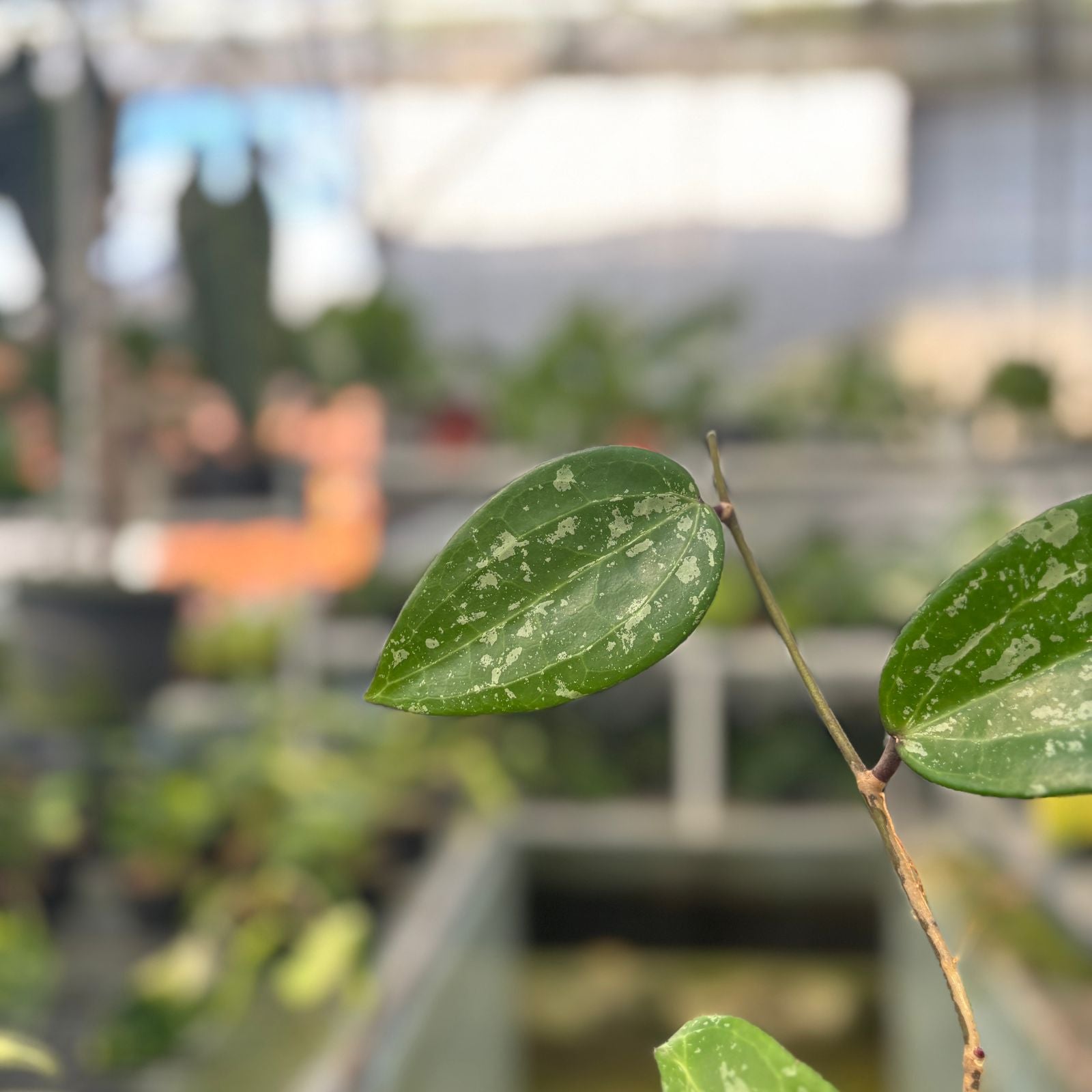 RP52-9 Hoya macrophylla splash