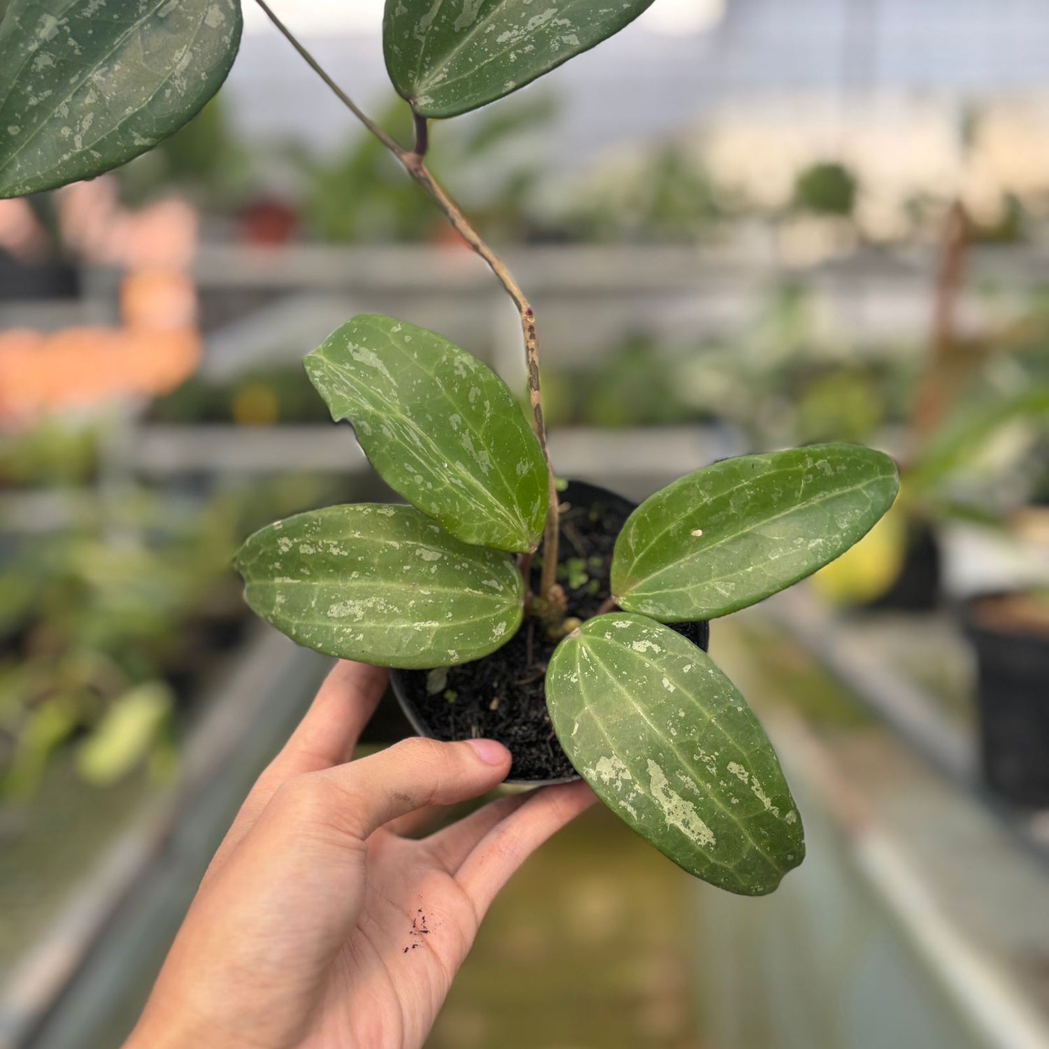 RP52-9 Hoya macrophylla splash