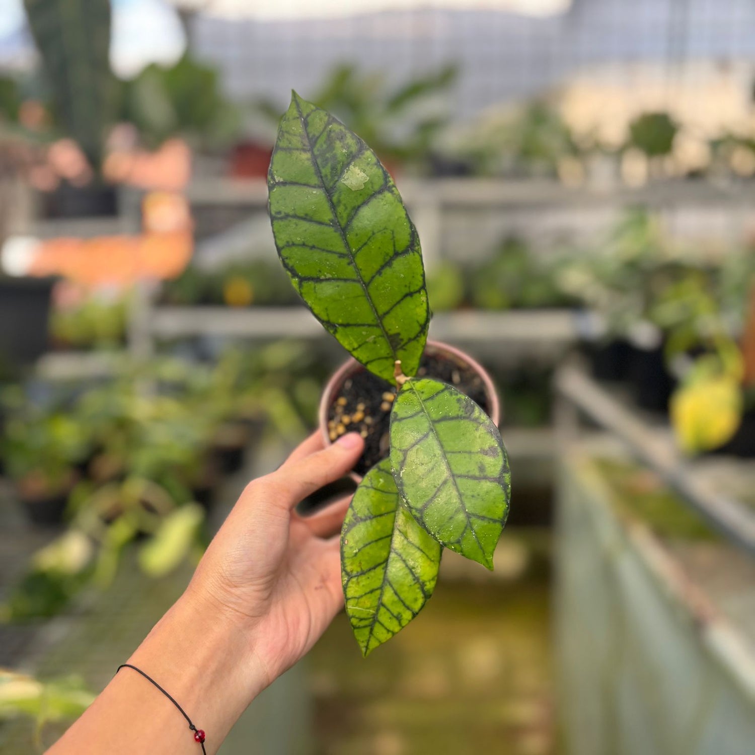 RP49-9 Hoya Callistophyla Black Dot
