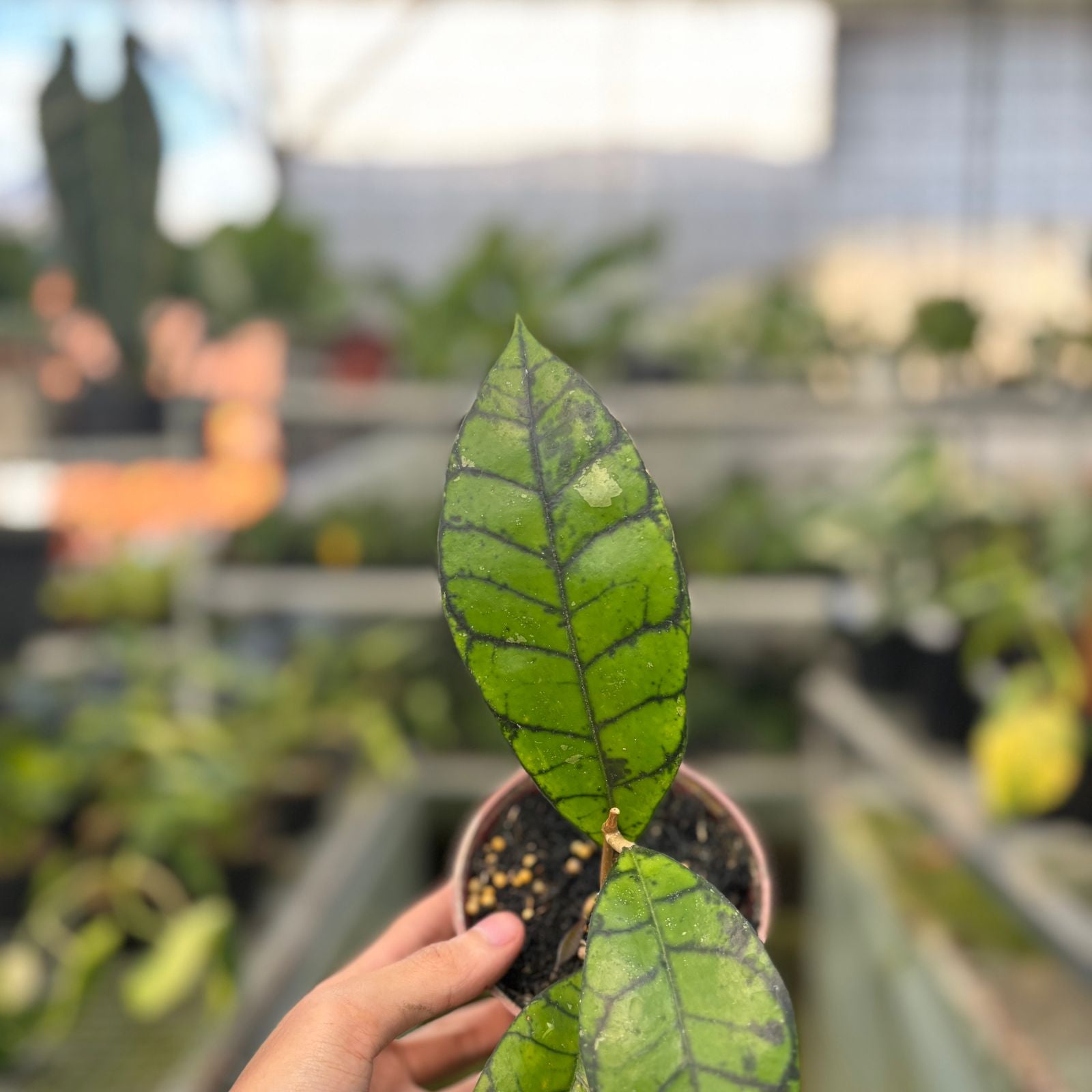 RP49-9 Hoya Callistophyla Black Dot