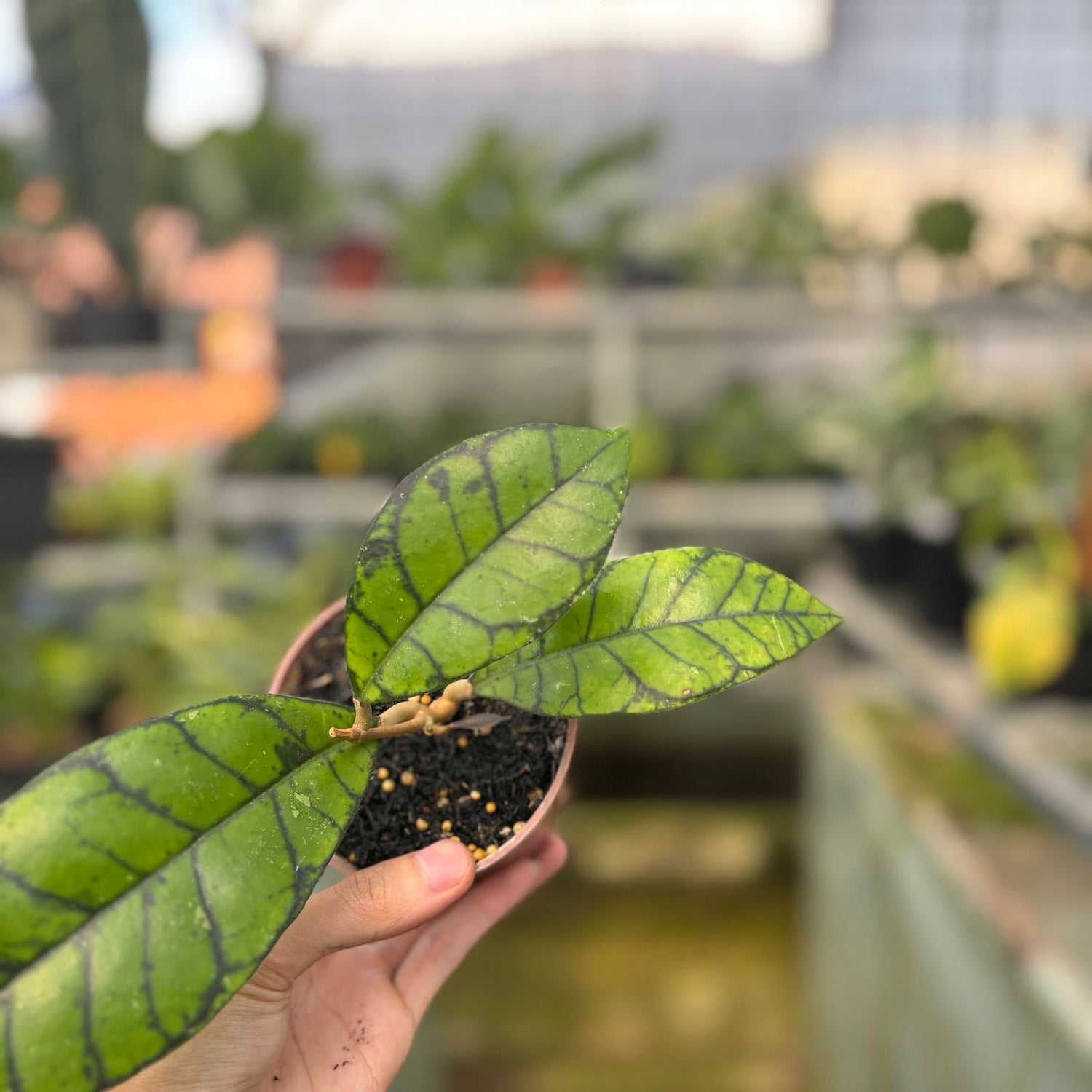 RP49-9 Hoya Callistophyla Black Dot
