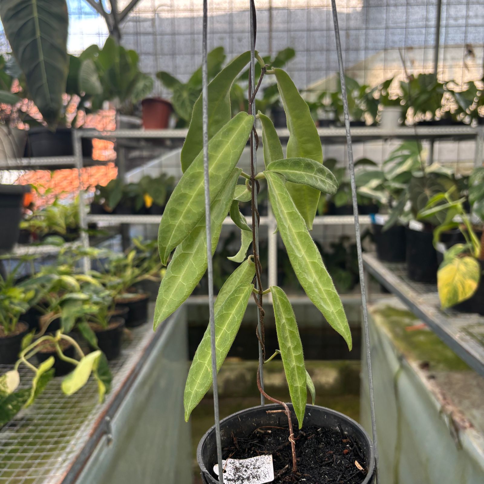 RP50-9 Hoya Hypolasia