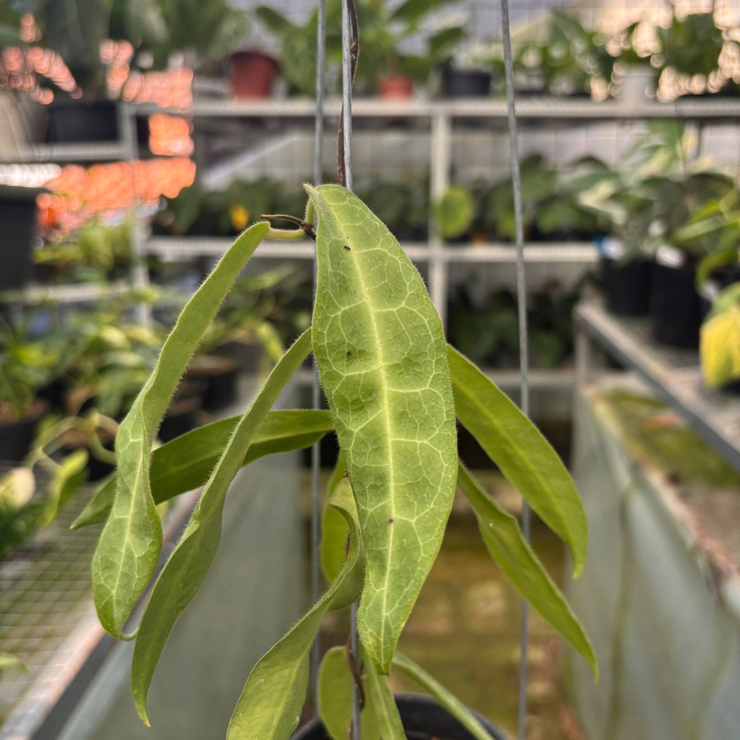 RP50-9 Hoya Hypolasia