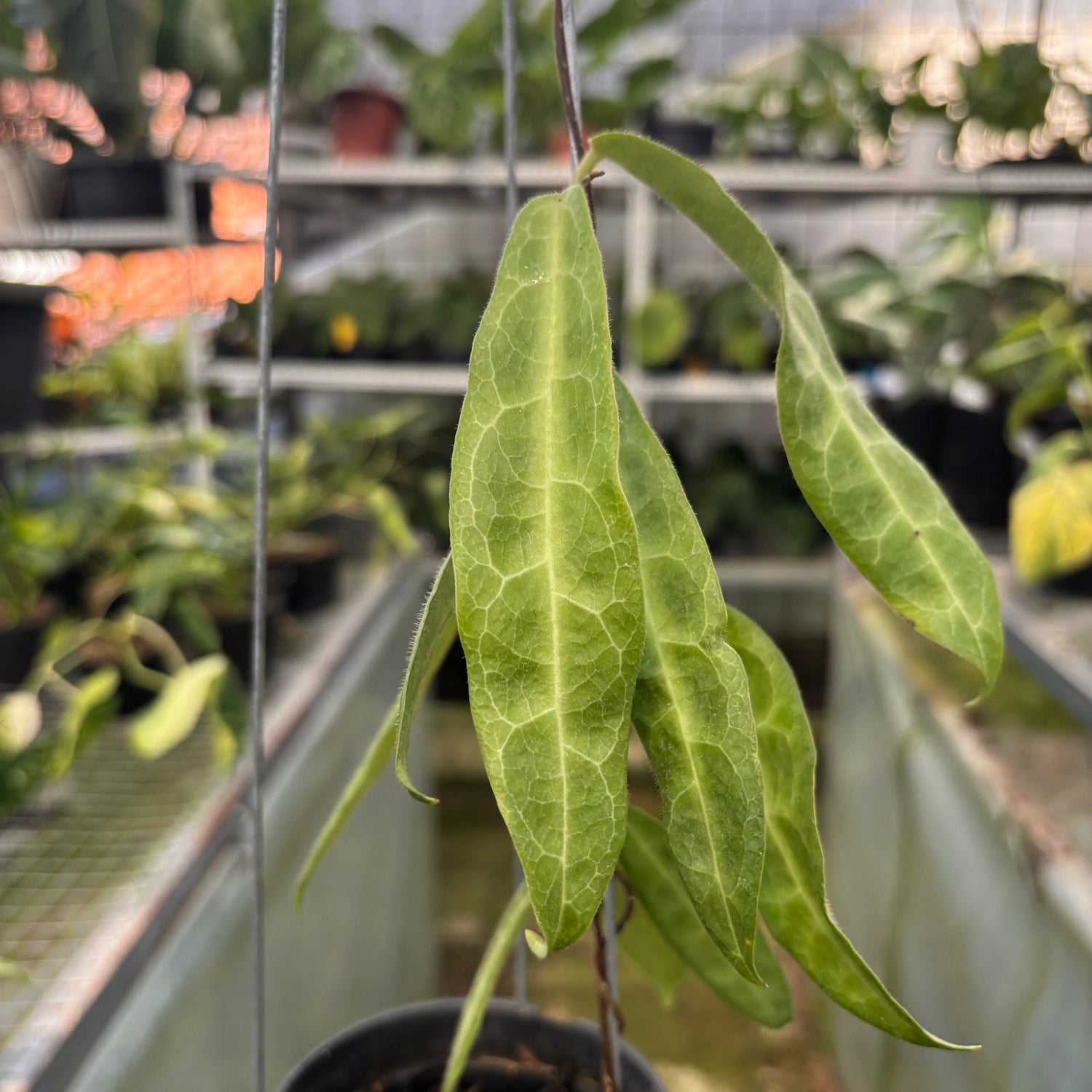 RP50-9 Hoya Hypolasia