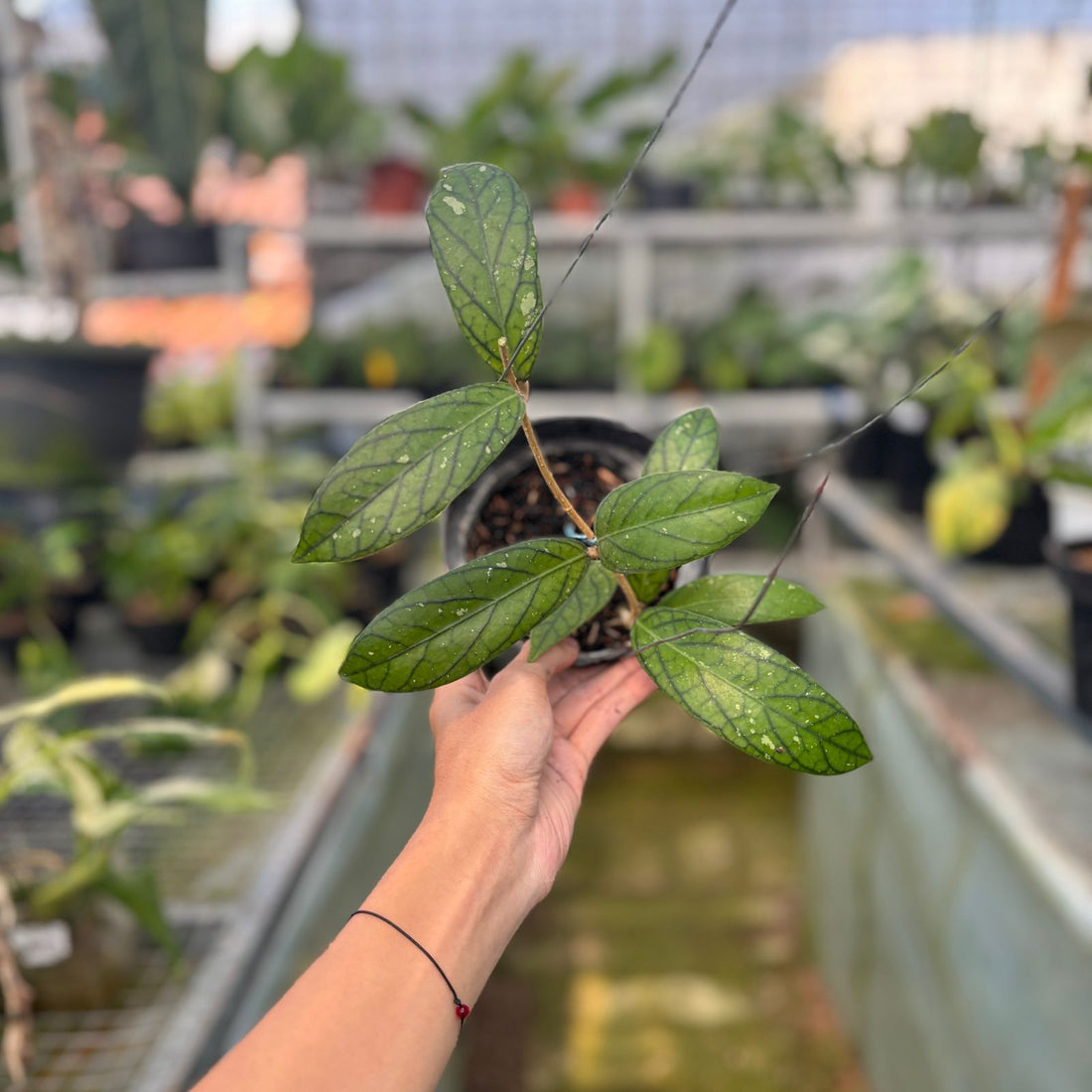 RP54-9 Hoya Sp Tanggamus