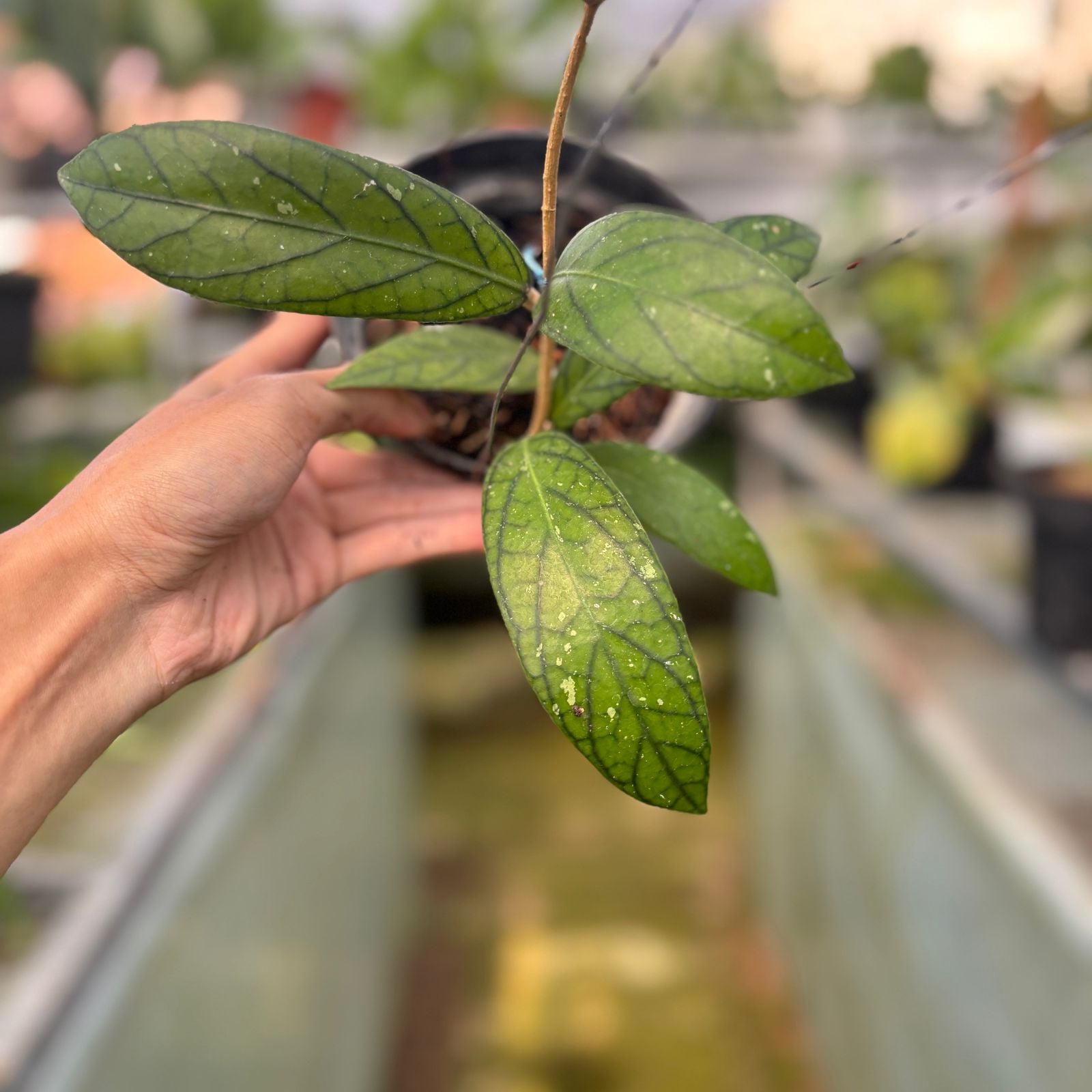 RP54-9 Hoya Sp Tanggamus