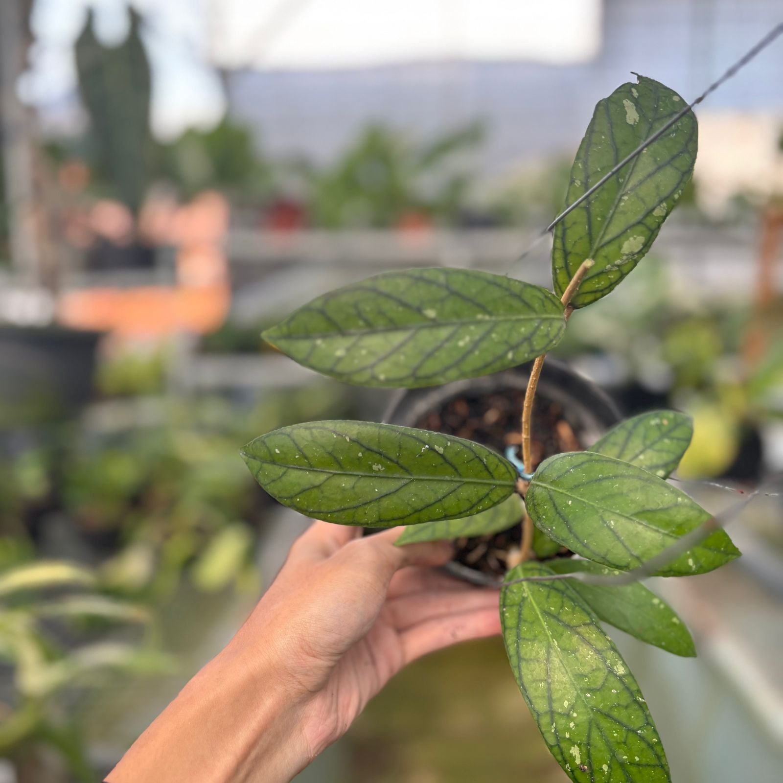 RP54-9 Hoya Sp Tanggamus