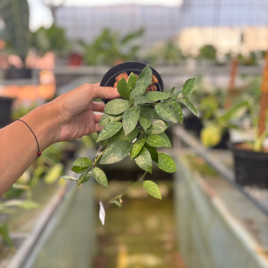 RP55-9 Hoya Lacunosa Amarilo