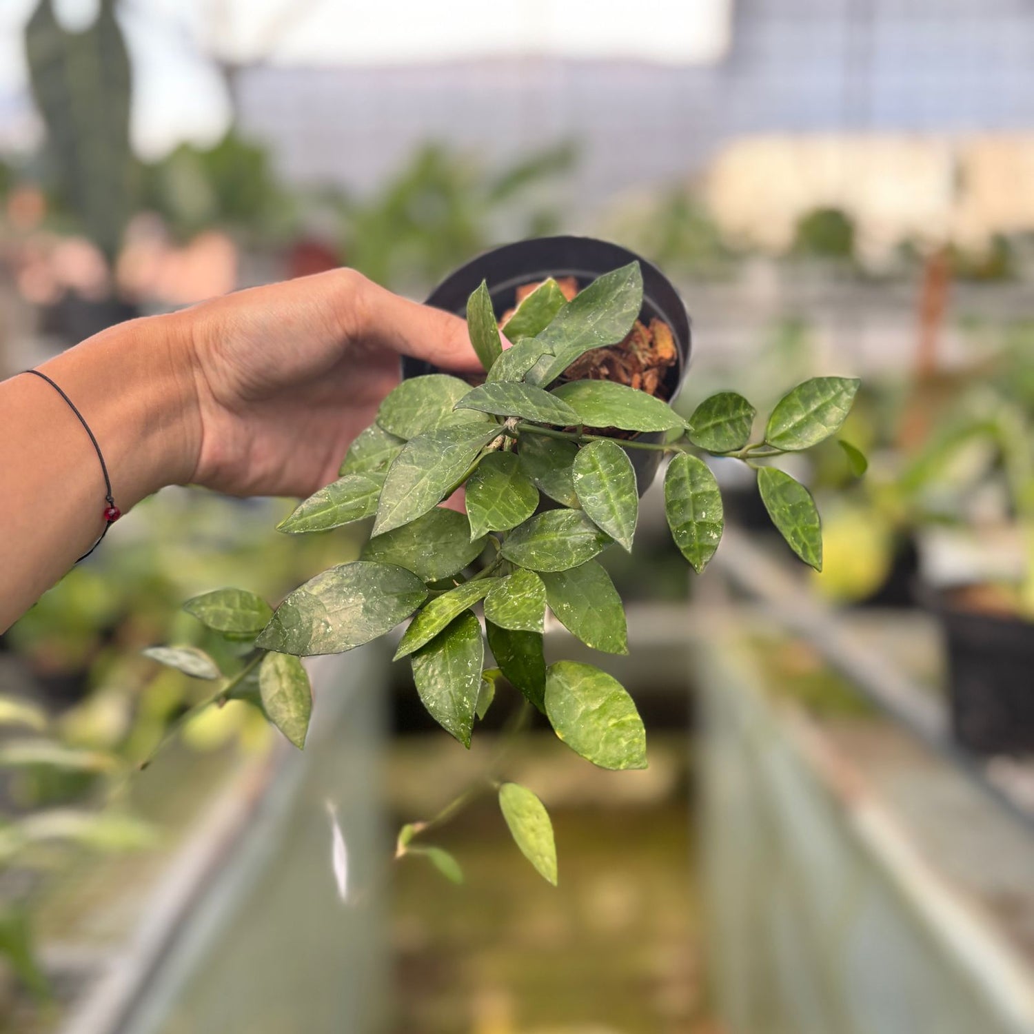 RP55-9 Hoya Lacunosa Amarilo