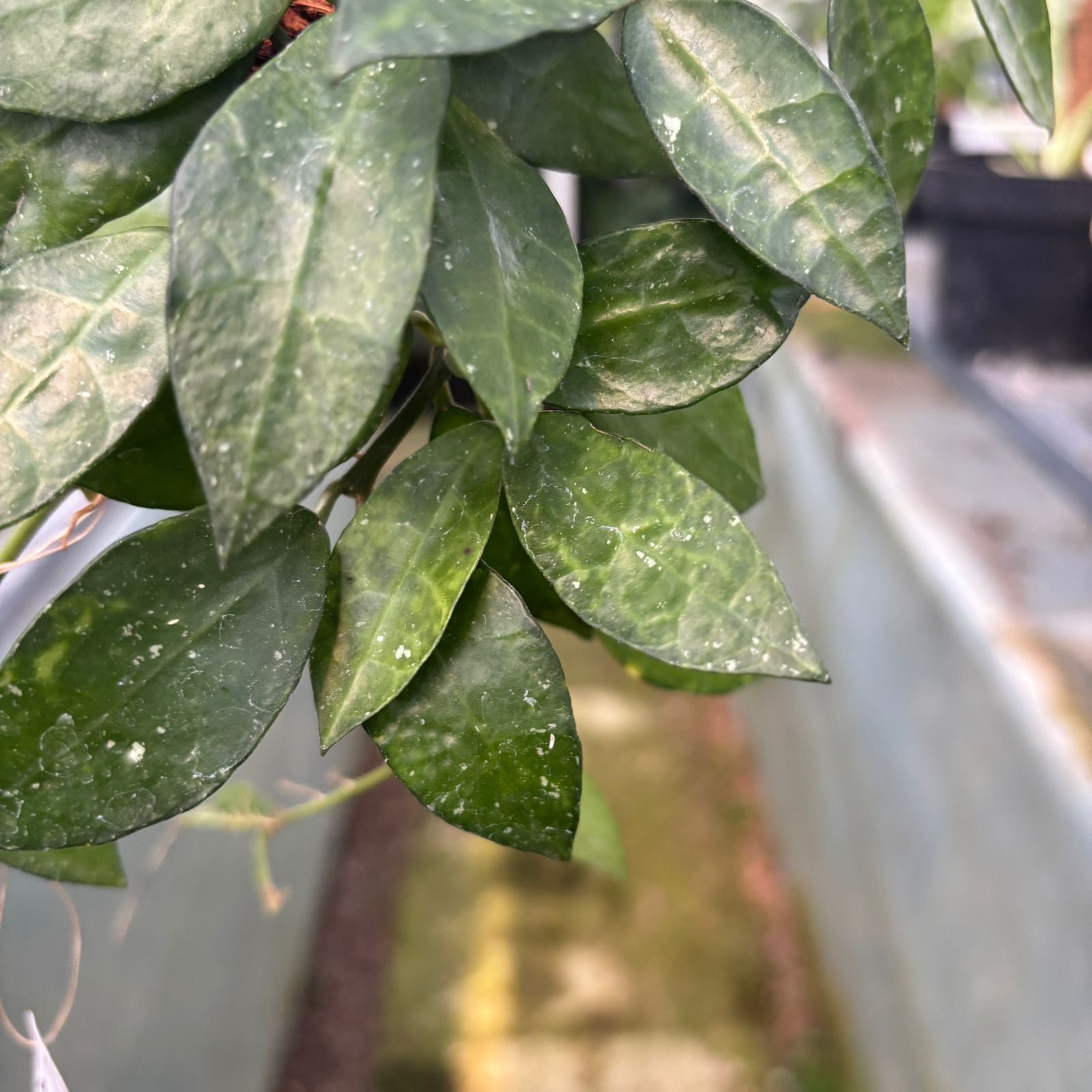 RP55-9 Hoya Lacunosa Amarilo