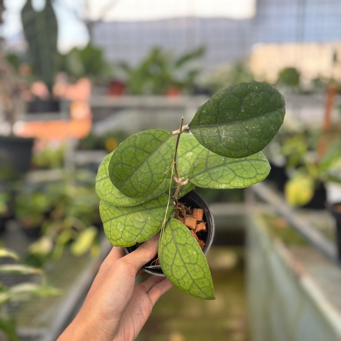 RP56-9 Hoya Sp Bengkulu Round Leaf